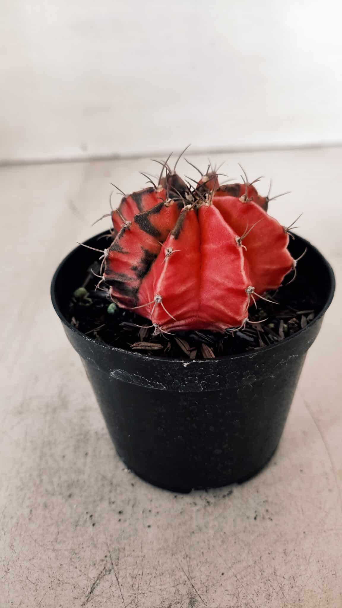 GYMNOCALYCIUM Mihanovichii Variegata Nº 527 – vaso 09
