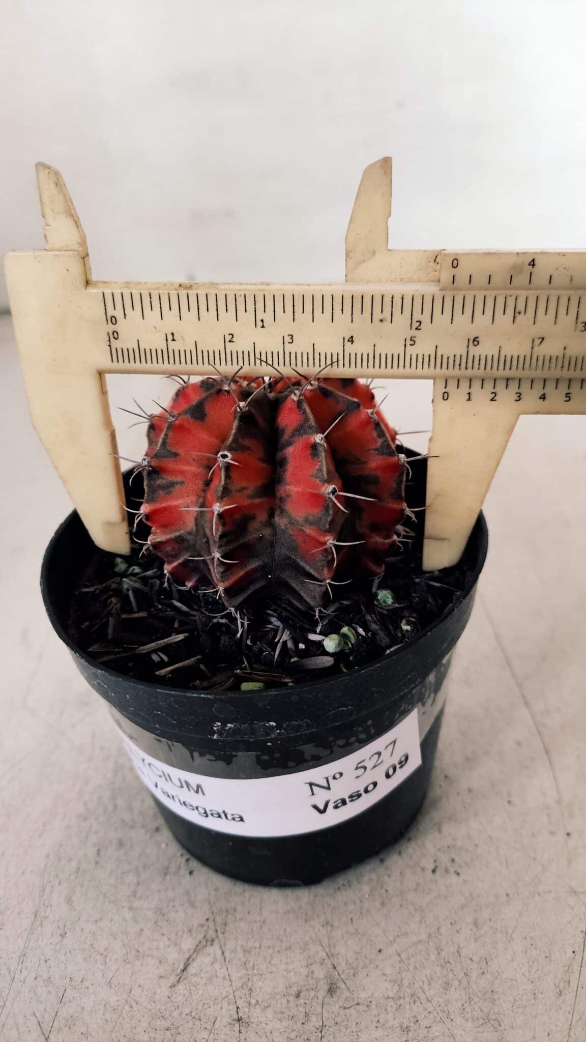 GYMNOCALYCIUM Mihanovichii Variegata Nº 527 – vaso 09