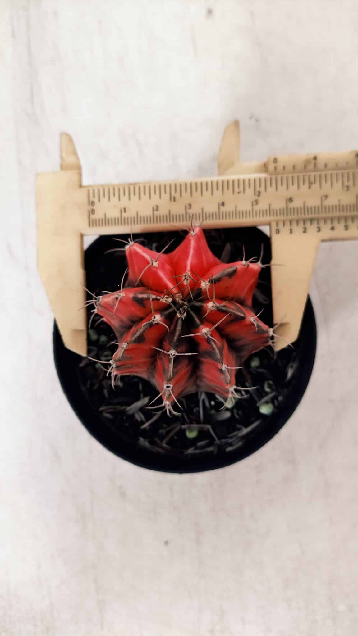 GYMNOCALYCIUM Mihanovichii Variegata Nº 527 – vaso 09
