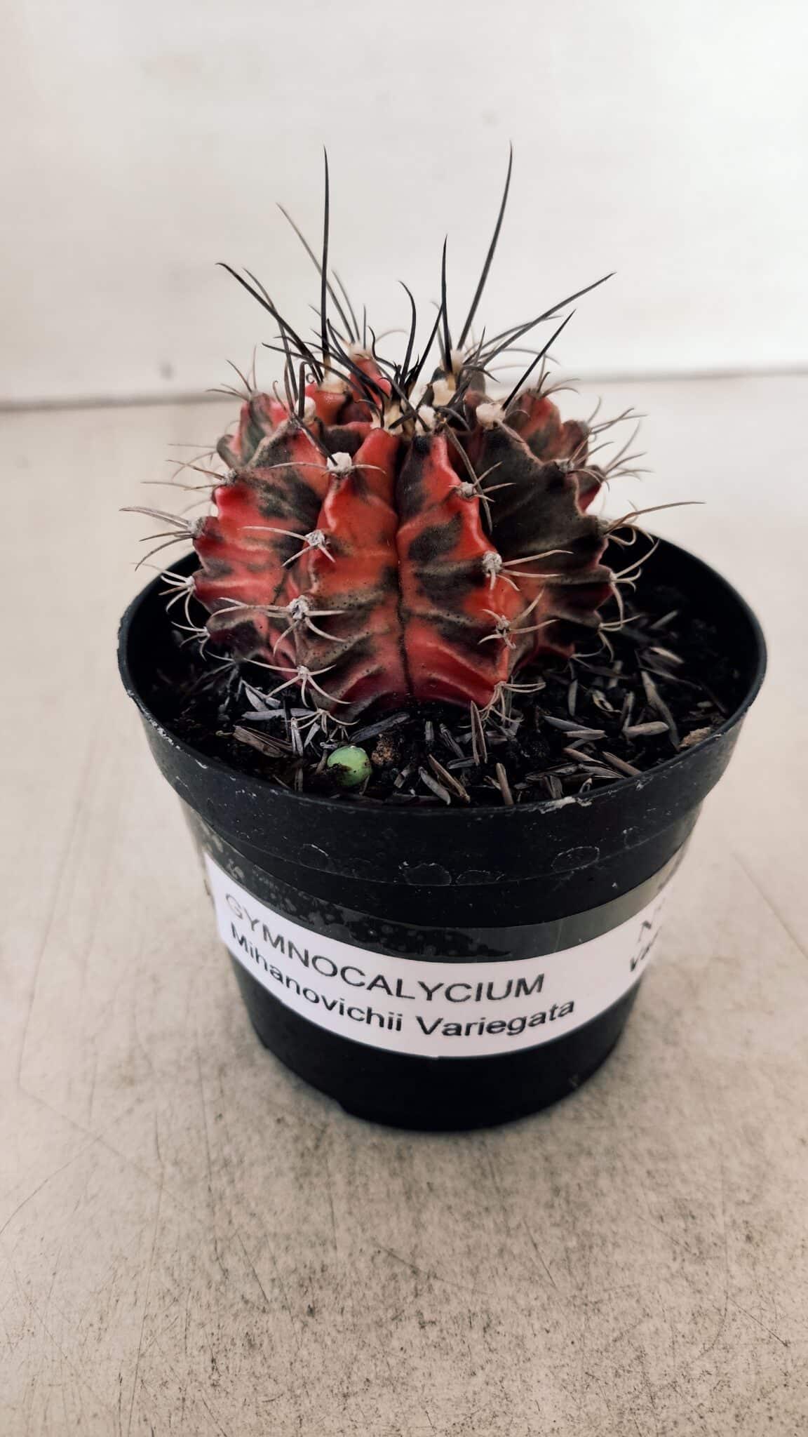 GYMNOCALYCIUM Mihanovichii Variegata Nº 528 – vaso 09