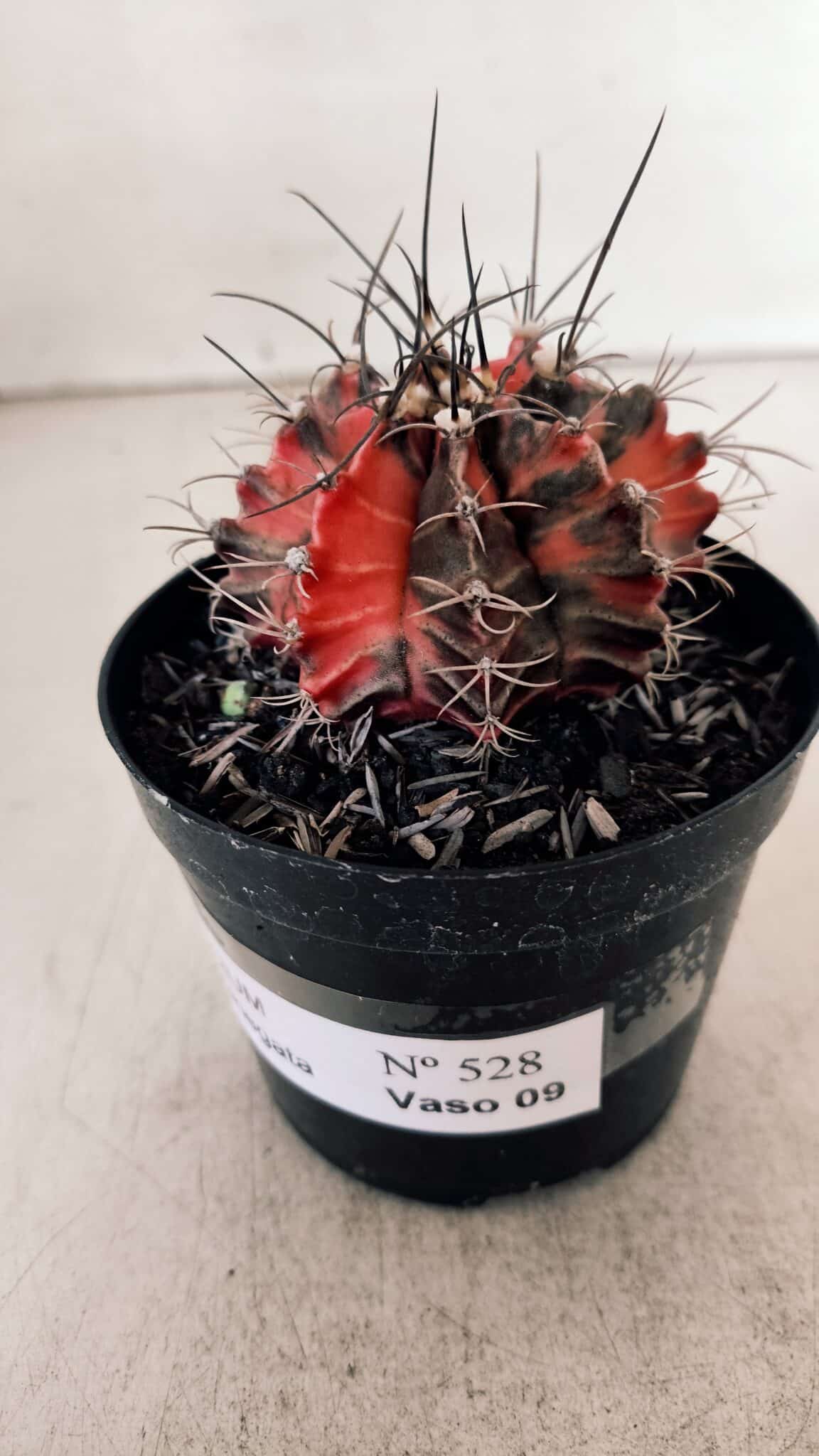GYMNOCALYCIUM Mihanovichii Variegata Nº 528 – vaso 09