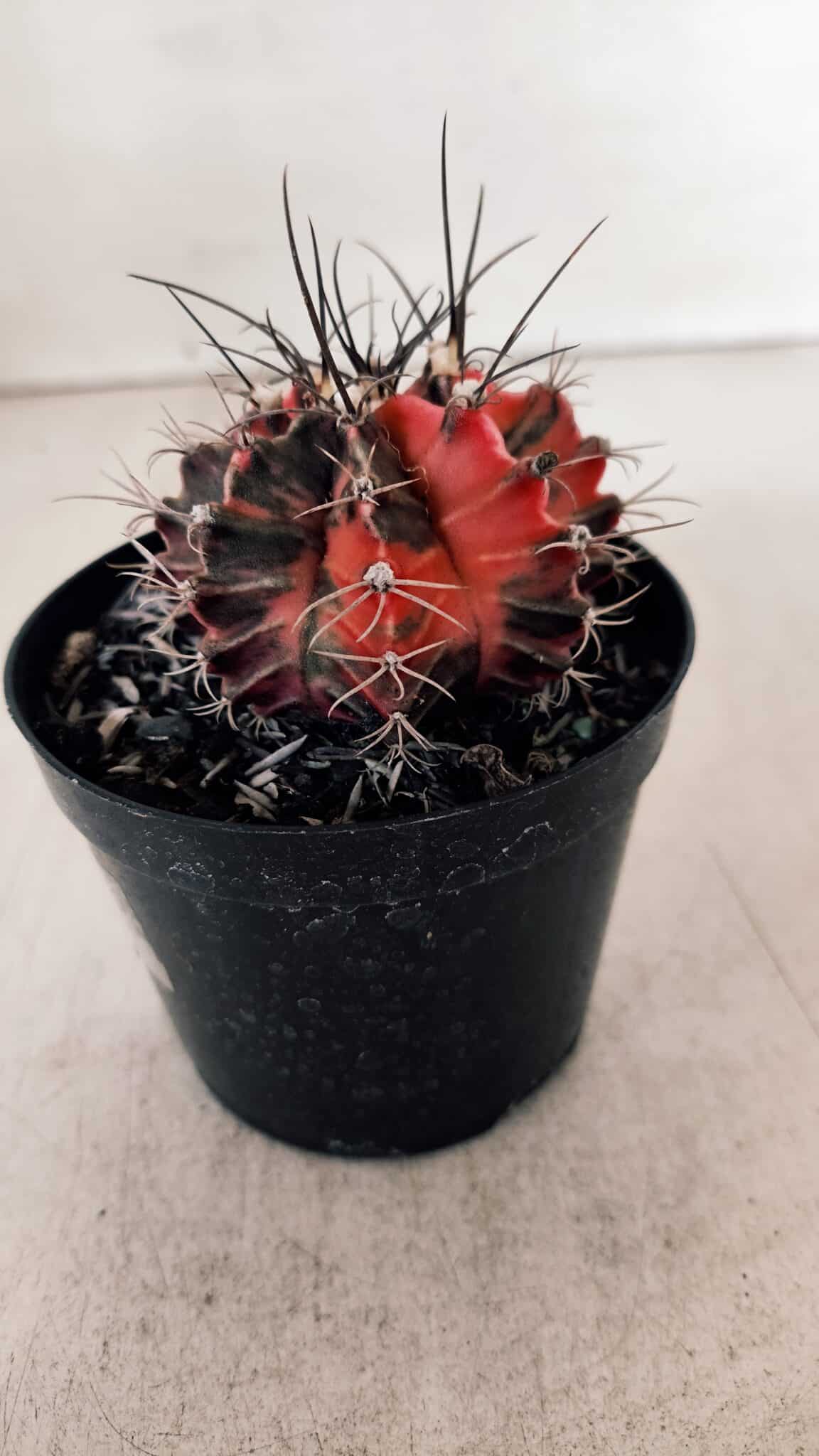 GYMNOCALYCIUM Mihanovichii Variegata Nº 528 – vaso 09
