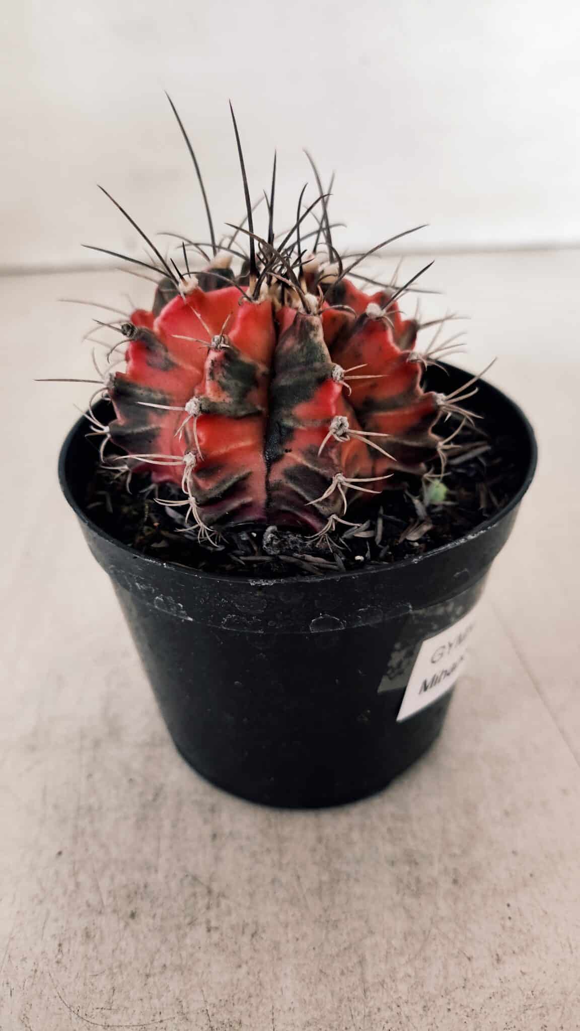 GYMNOCALYCIUM Mihanovichii Variegata Nº 528 – vaso 09