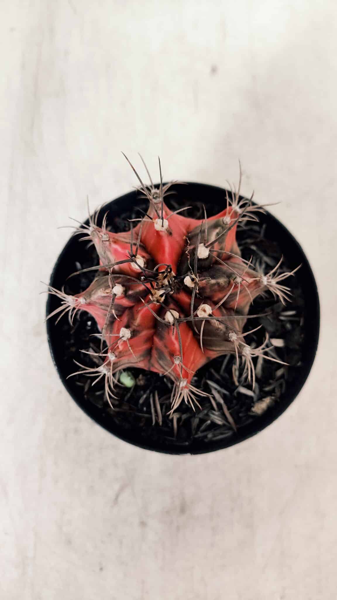 GYMNOCALYCIUM Mihanovichii Variegata Nº 528 – vaso 09