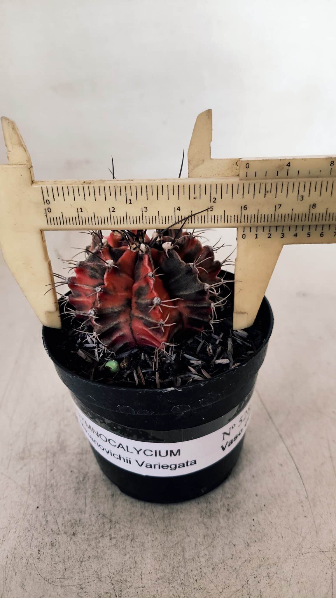 GYMNOCALYCIUM Mihanovichii Variegata Nº 528 – vaso 09