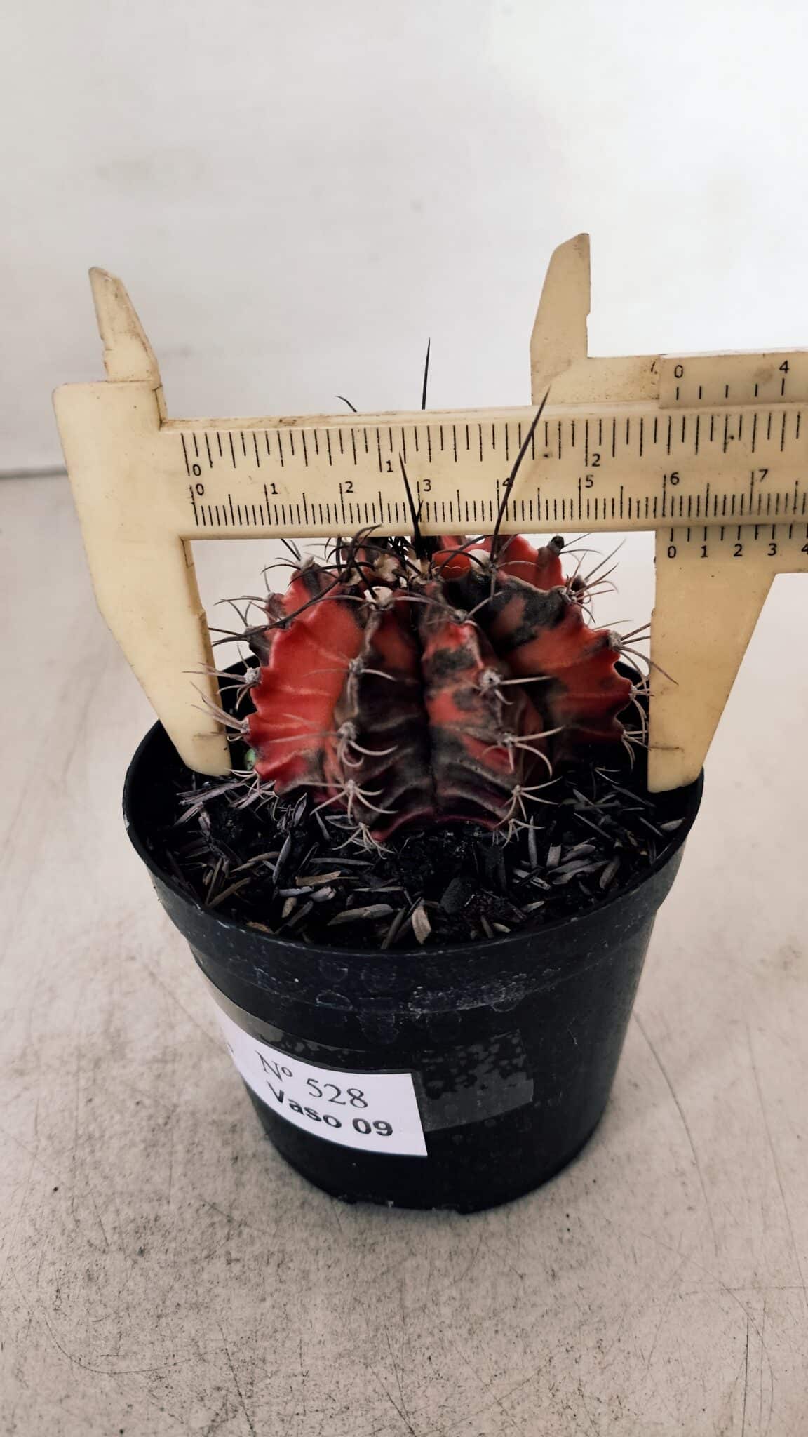 GYMNOCALYCIUM Mihanovichii Variegata Nº 528 – vaso 09