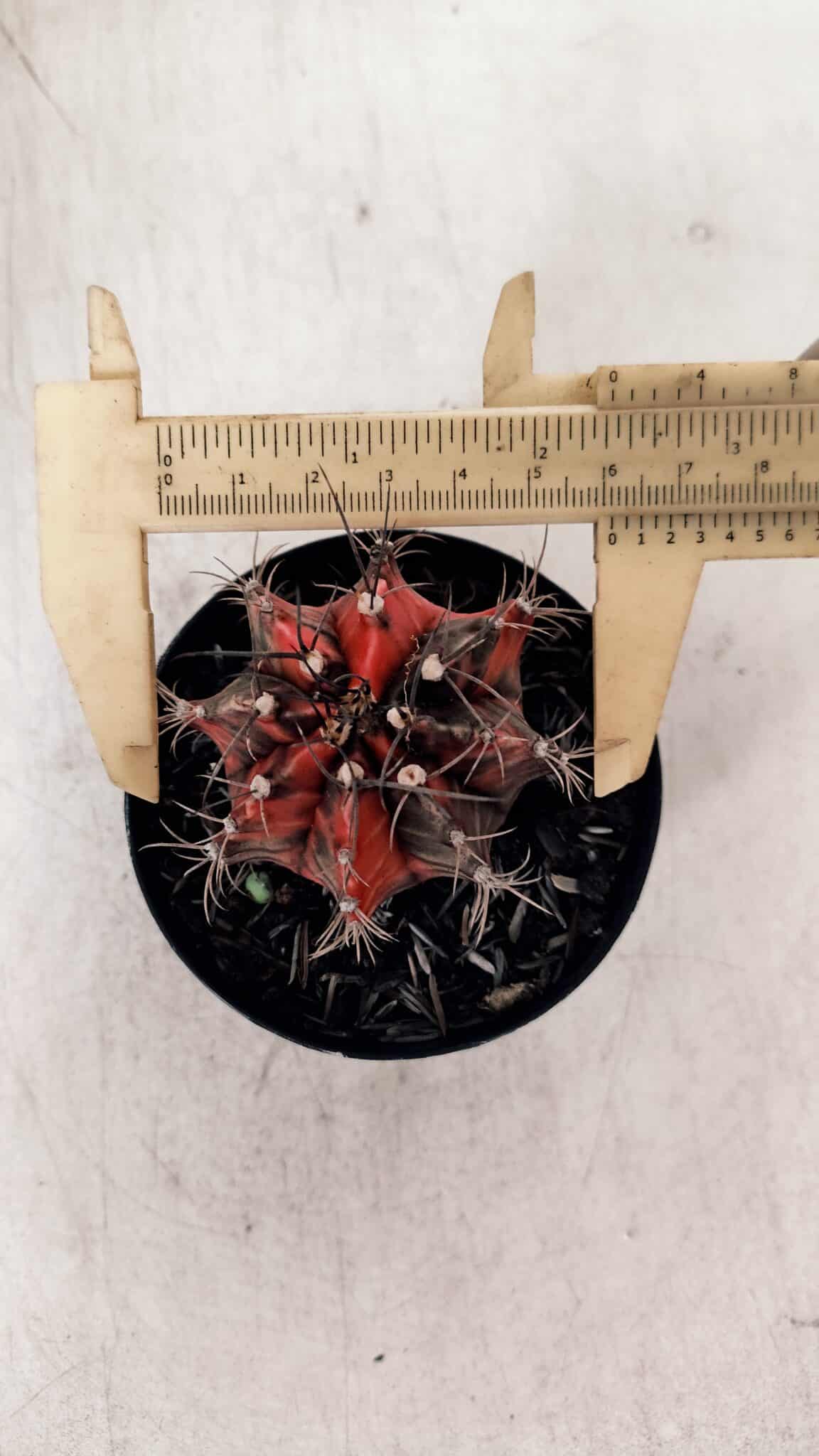 GYMNOCALYCIUM Mihanovichii Variegata Nº 528 – vaso 09