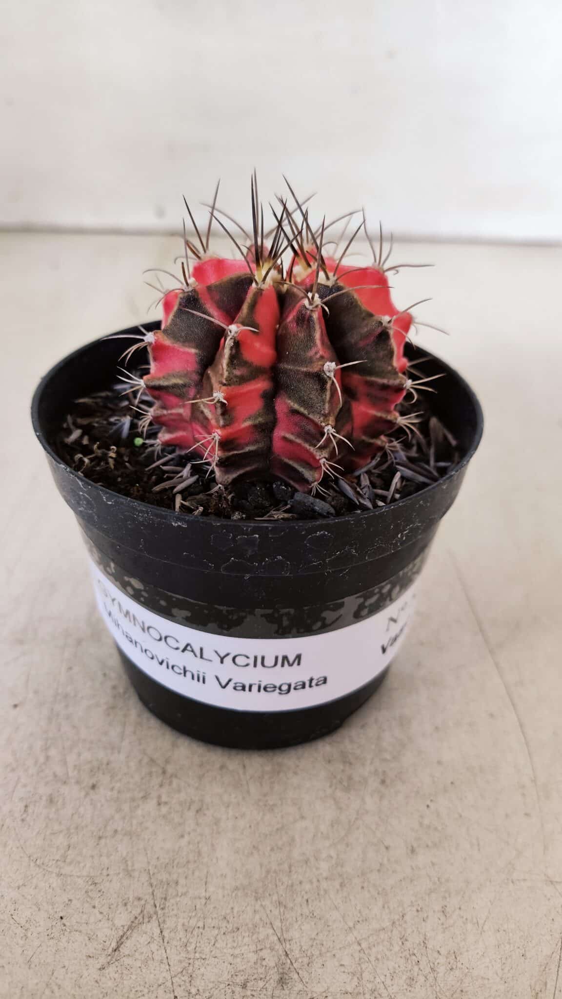 GYMNOCALYCIUM Mihanovichii Variegata Nº 529 – vaso 09
