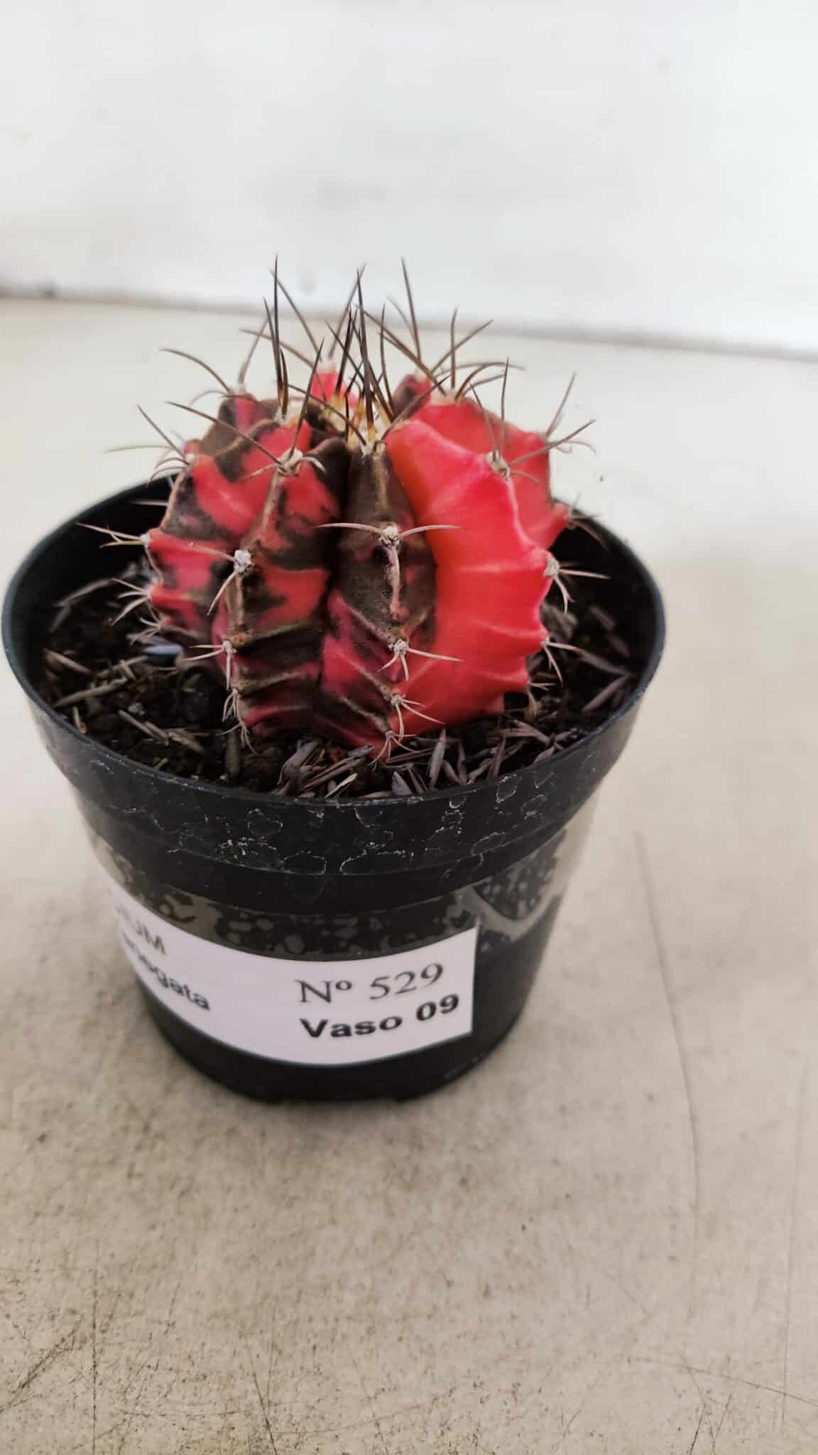 GYMNOCALYCIUM Mihanovichii Variegata Nº 529 – vaso 09