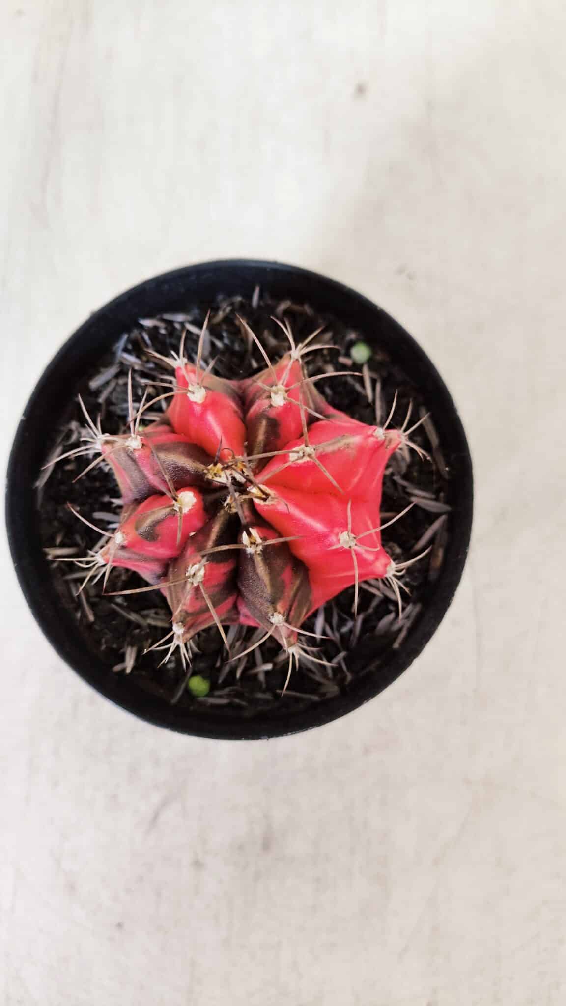 GYMNOCALYCIUM Mihanovichii Variegata Nº 529 – vaso 09