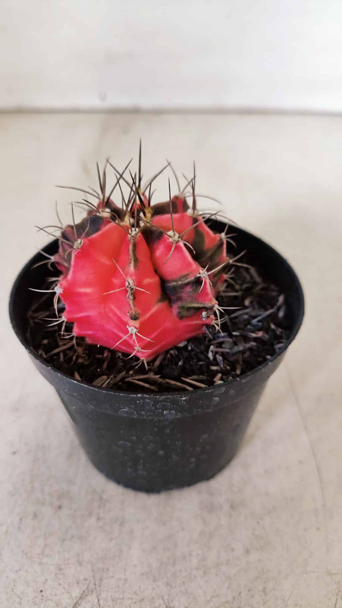 GYMNOCALYCIUM Mihanovichii Variegata Nº 529 – vaso 09