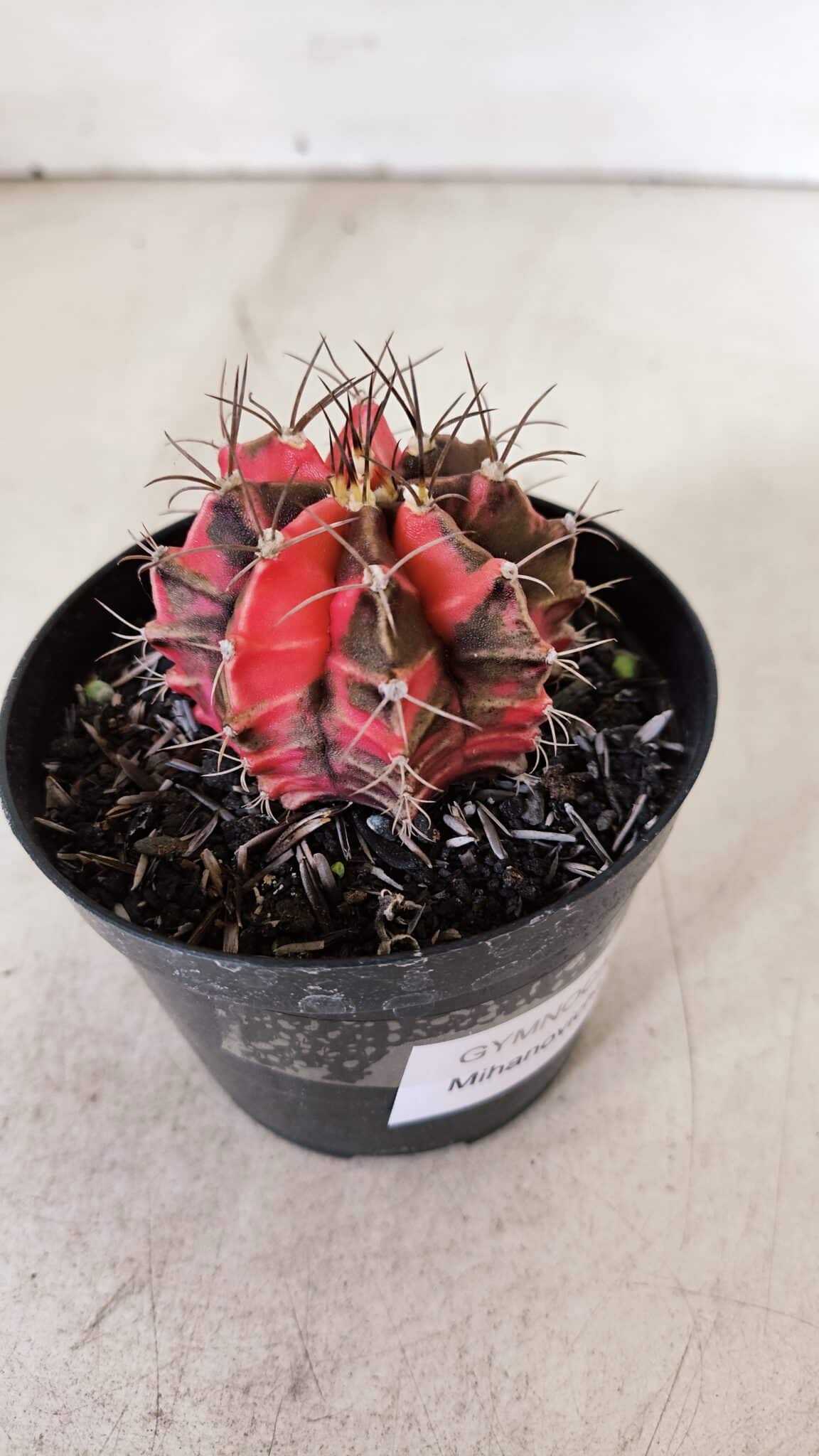 GYMNOCALYCIUM Mihanovichii Variegata Nº 529 – vaso 09