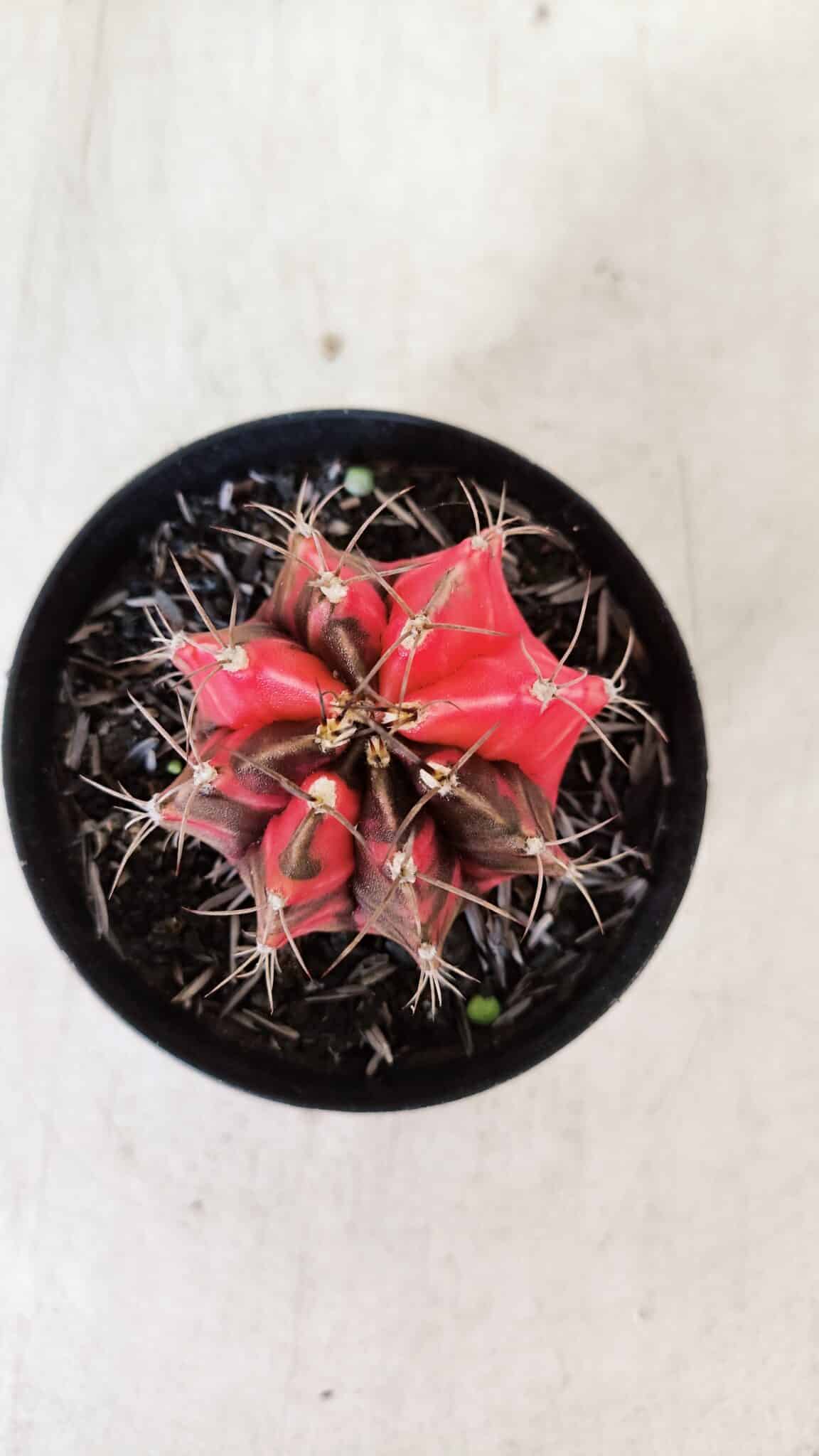GYMNOCALYCIUM Mihanovichii Variegata Nº 529 – vaso 09