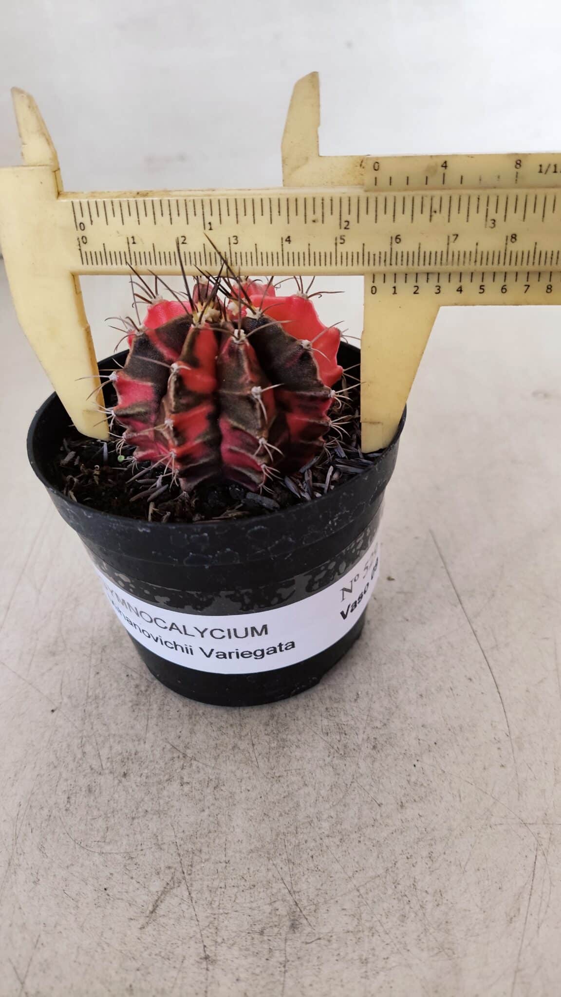 GYMNOCALYCIUM Mihanovichii Variegata Nº 529 – vaso 09