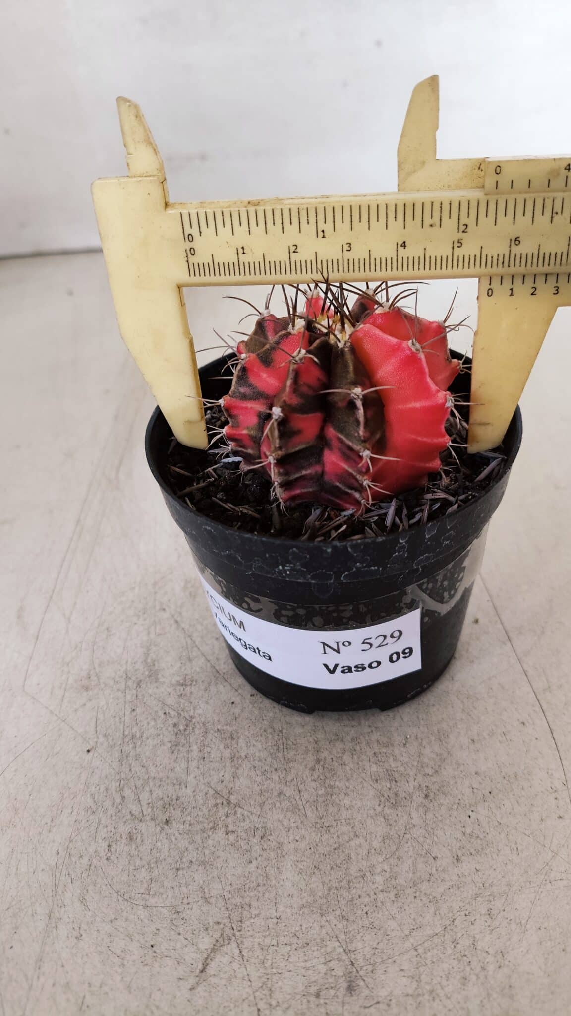 GYMNOCALYCIUM Mihanovichii Variegata Nº 529 – vaso 09
