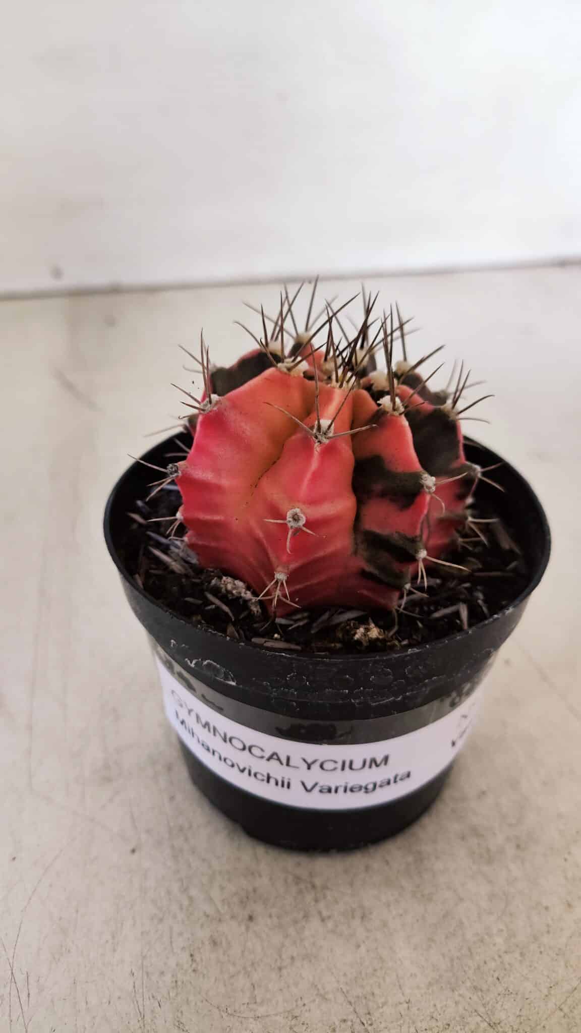 GYMNOCALYCIUM Mihanovichii Variegata Nº 530 – vaso 09
