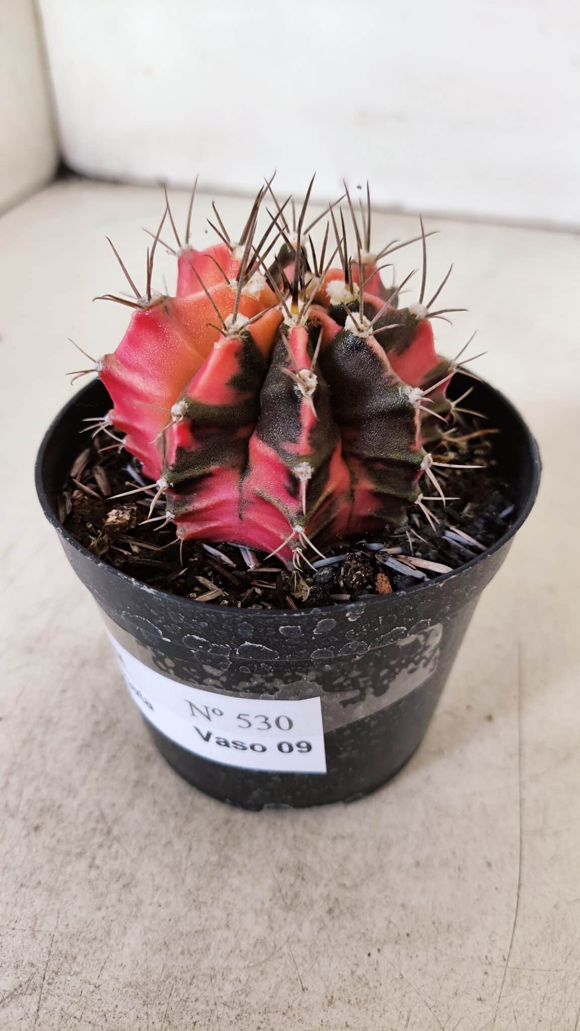 GYMNOCALYCIUM Mihanovichii Variegata Nº 530 – vaso 09