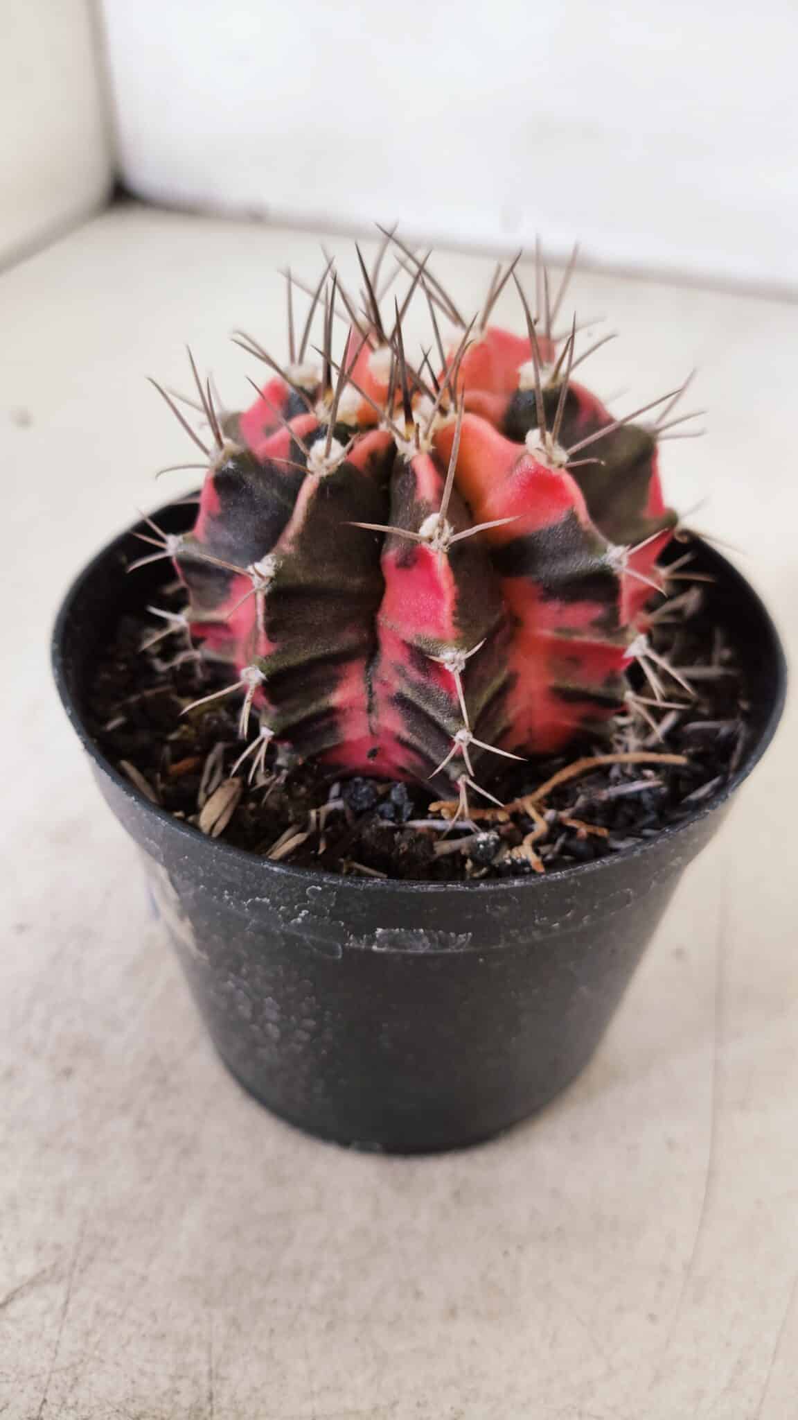 GYMNOCALYCIUM Mihanovichii Variegata Nº 530 – vaso 09