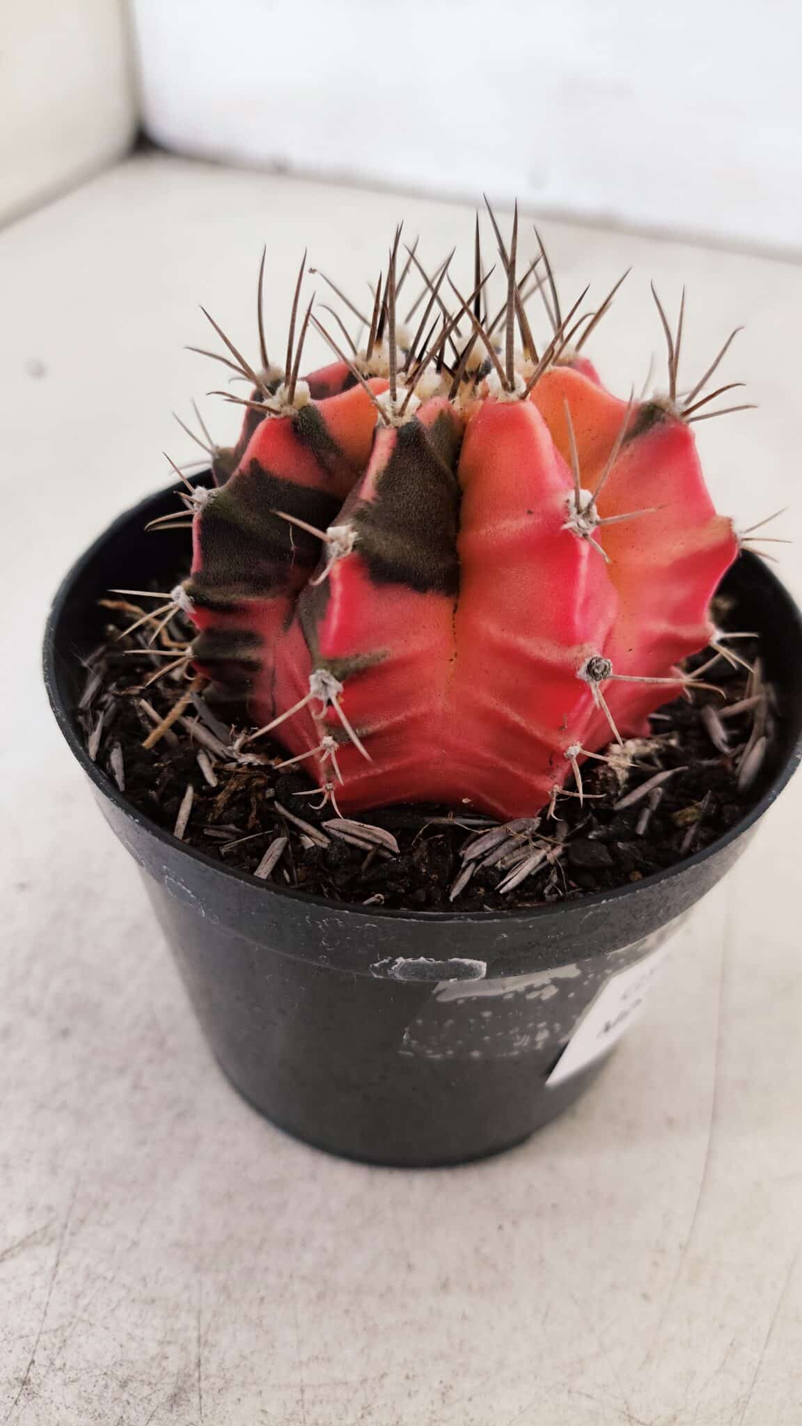 GYMNOCALYCIUM Mihanovichii Variegata Nº 530 – vaso 09