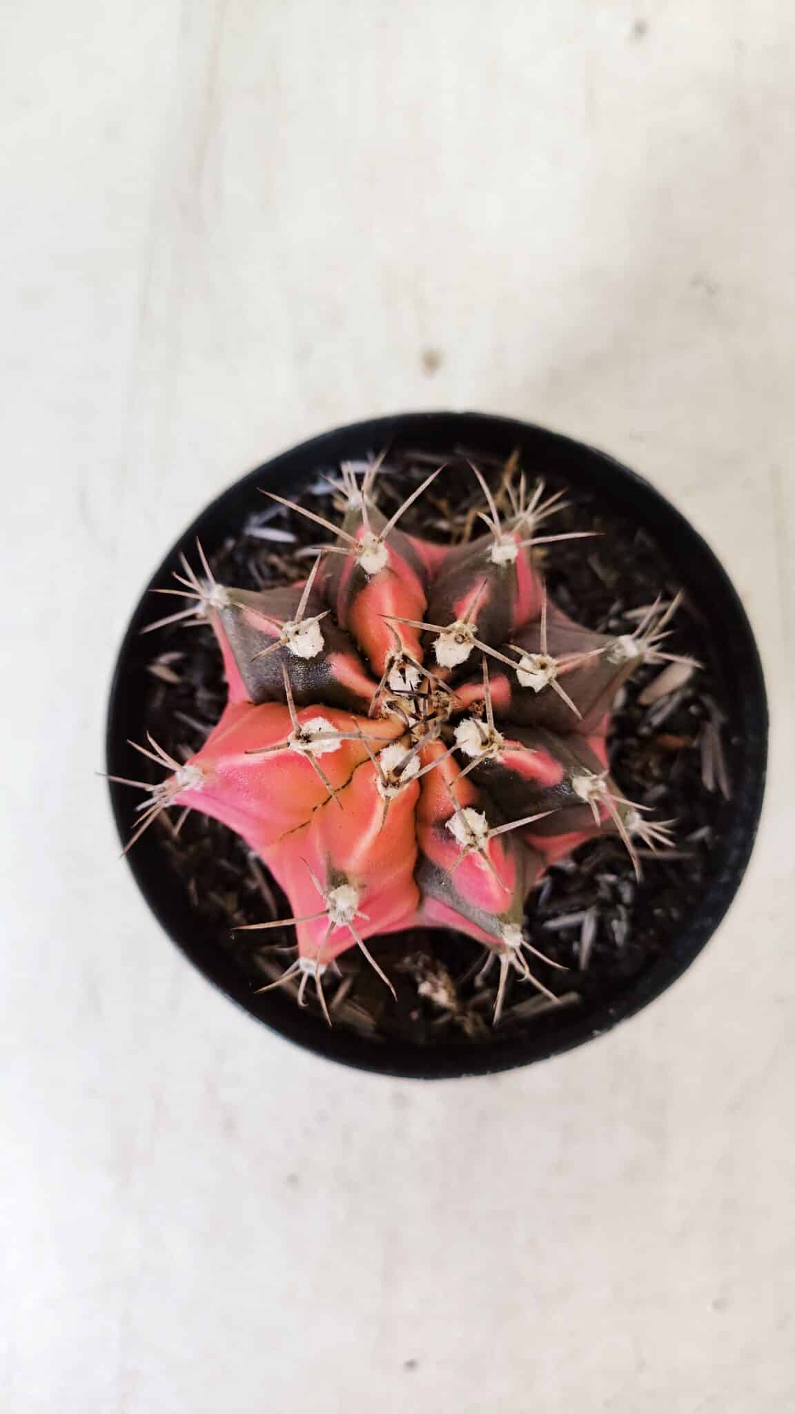 GYMNOCALYCIUM Mihanovichii Variegata Nº 530 – vaso 09