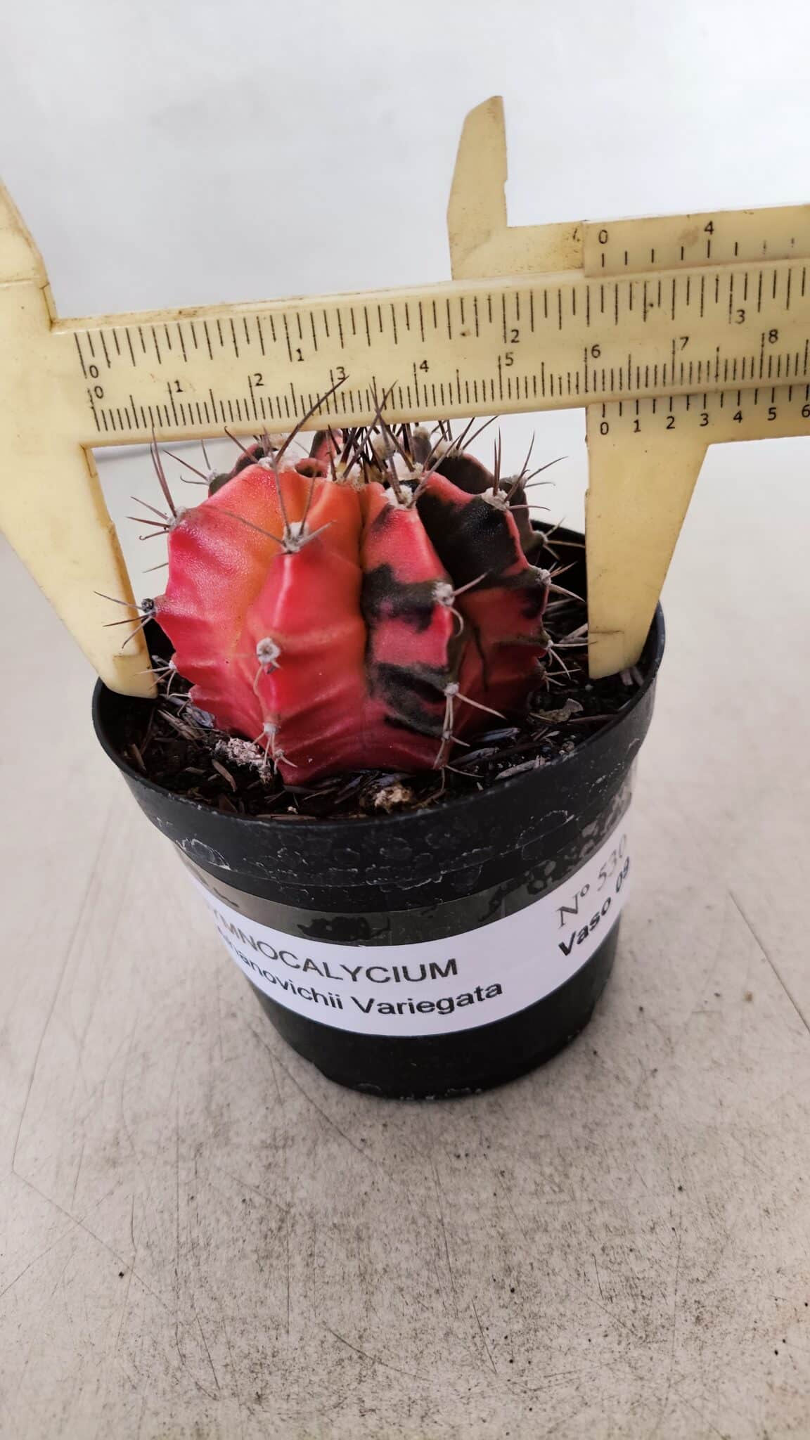 GYMNOCALYCIUM Mihanovichii Variegata Nº 530 – vaso 09