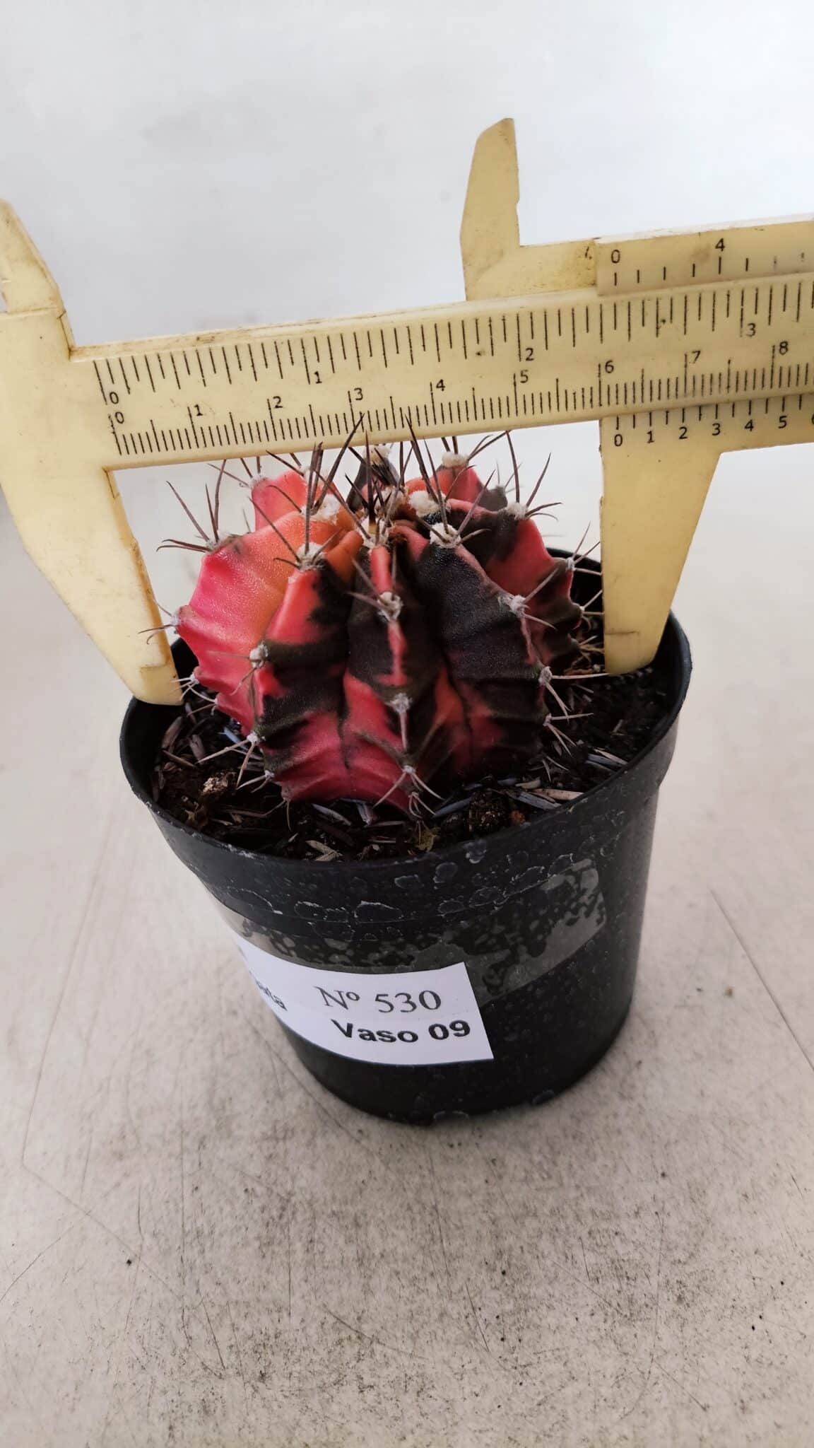GYMNOCALYCIUM Mihanovichii Variegata Nº 530 – vaso 09