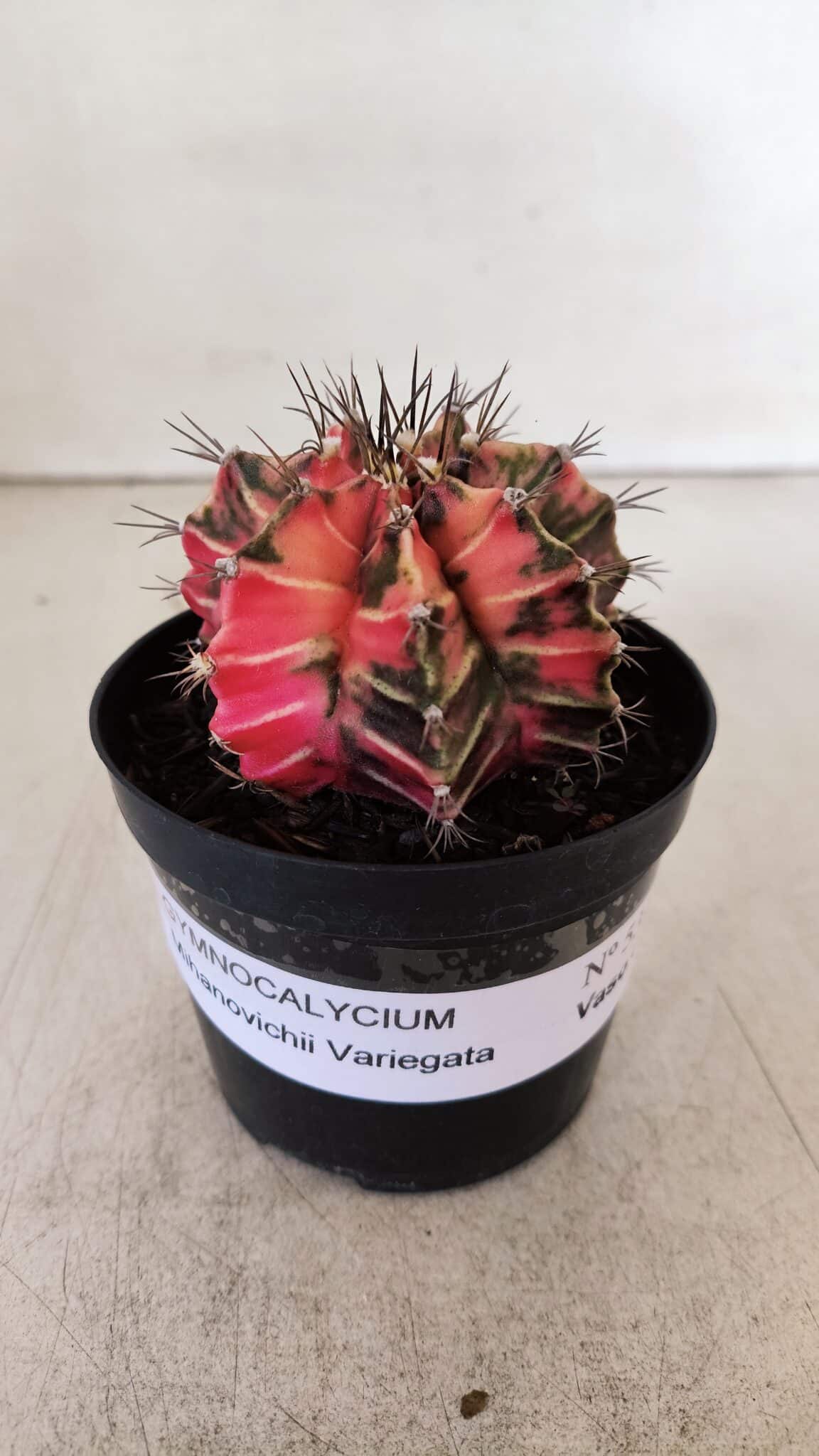 GYMNOCALYCIUM Mihanovichii Variegata Nº 531 – vaso 09