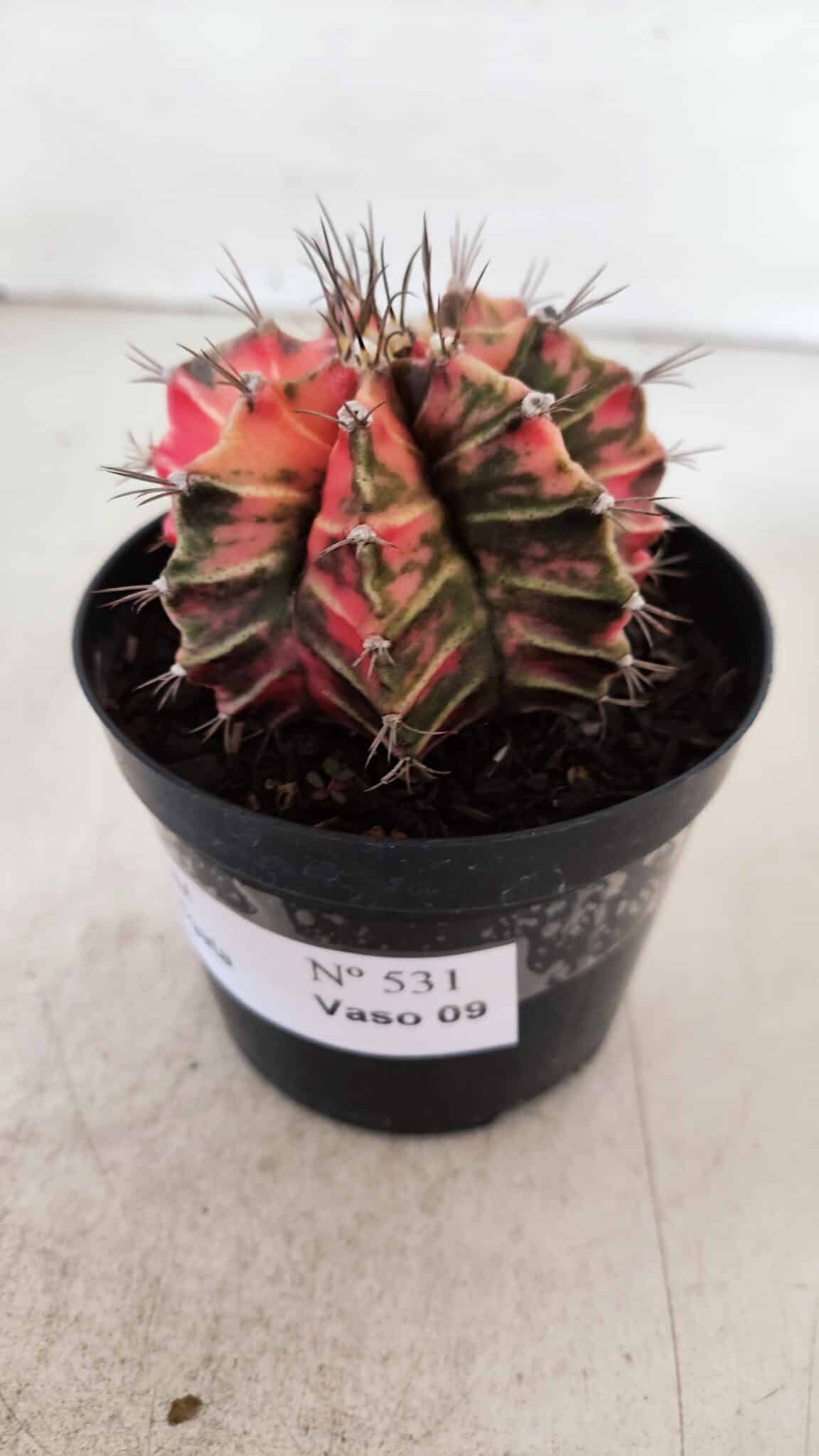 GYMNOCALYCIUM Mihanovichii Variegata Nº 531 – vaso 09