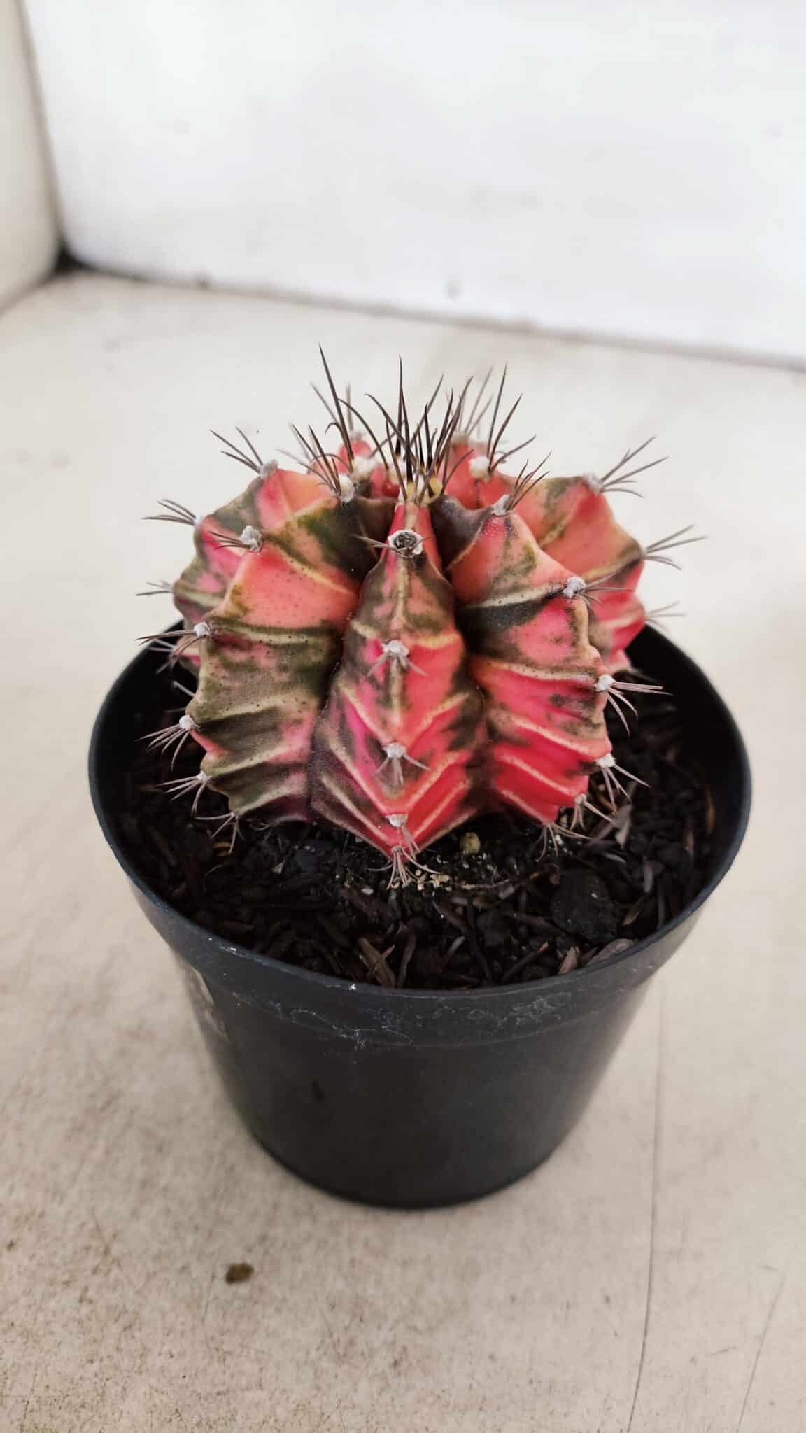 GYMNOCALYCIUM Mihanovichii Variegata Nº 531 – vaso 09