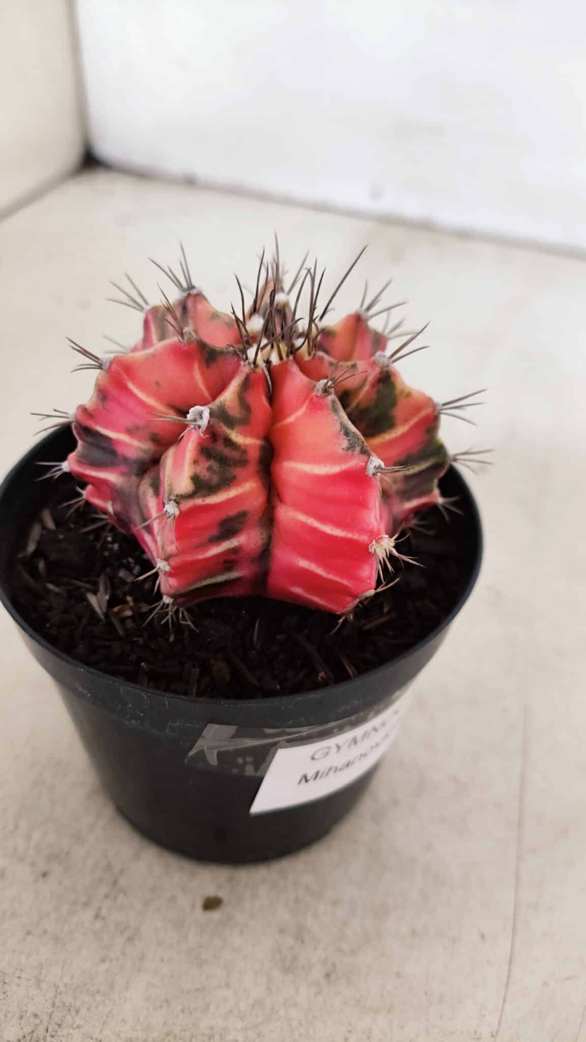 GYMNOCALYCIUM Mihanovichii Variegata Nº 531 – vaso 09