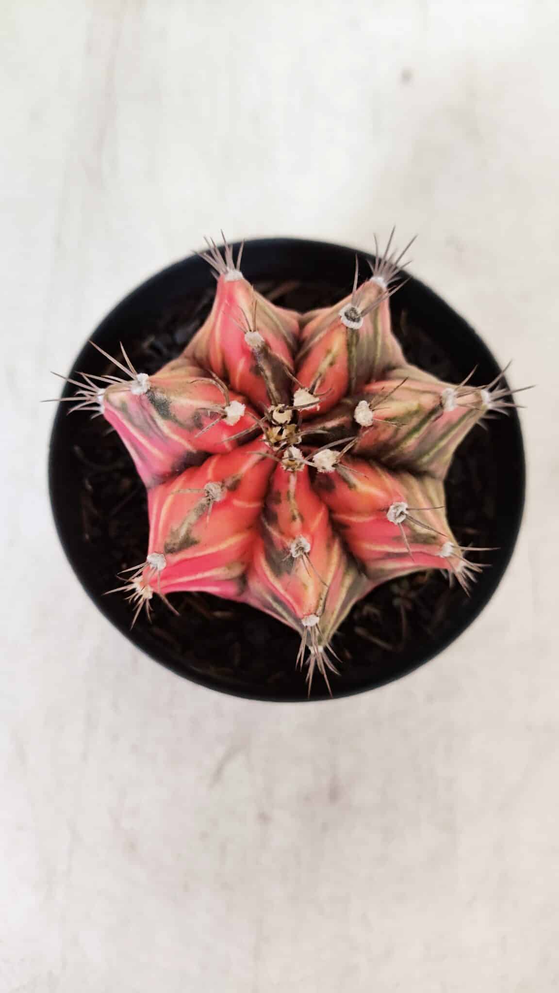 GYMNOCALYCIUM Mihanovichii Variegata Nº 531 – vaso 09