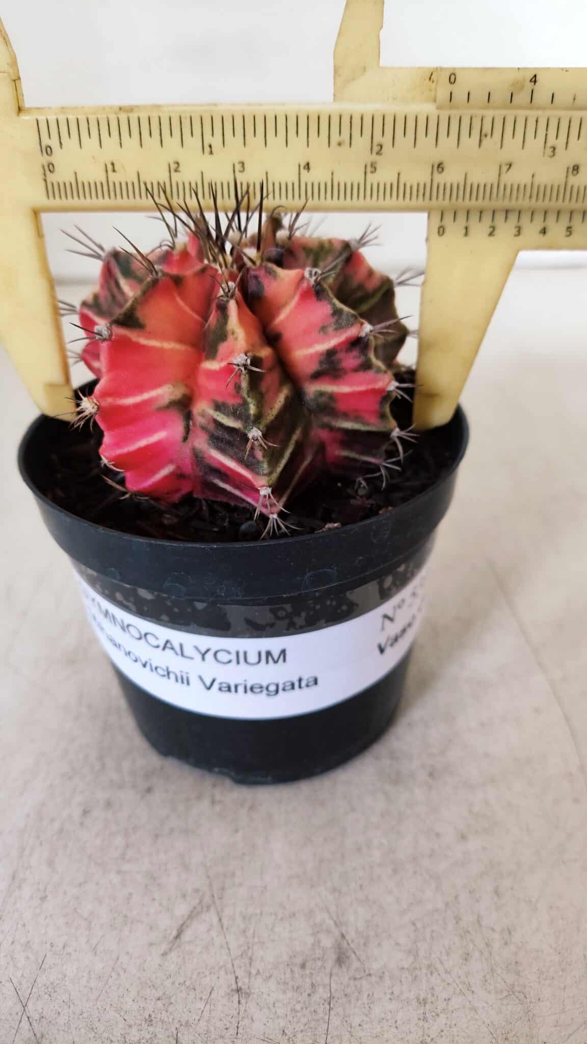 GYMNOCALYCIUM Mihanovichii Variegata Nº 531 – vaso 09