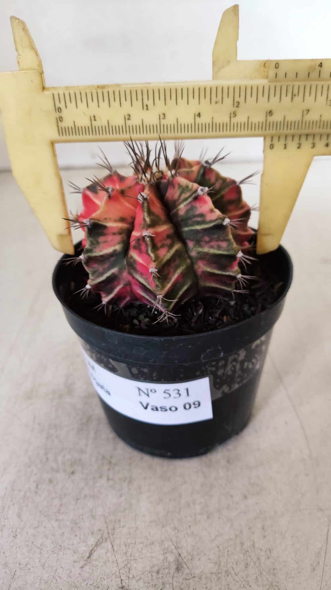 GYMNOCALYCIUM Mihanovichii Variegata Nº 531 – vaso 09