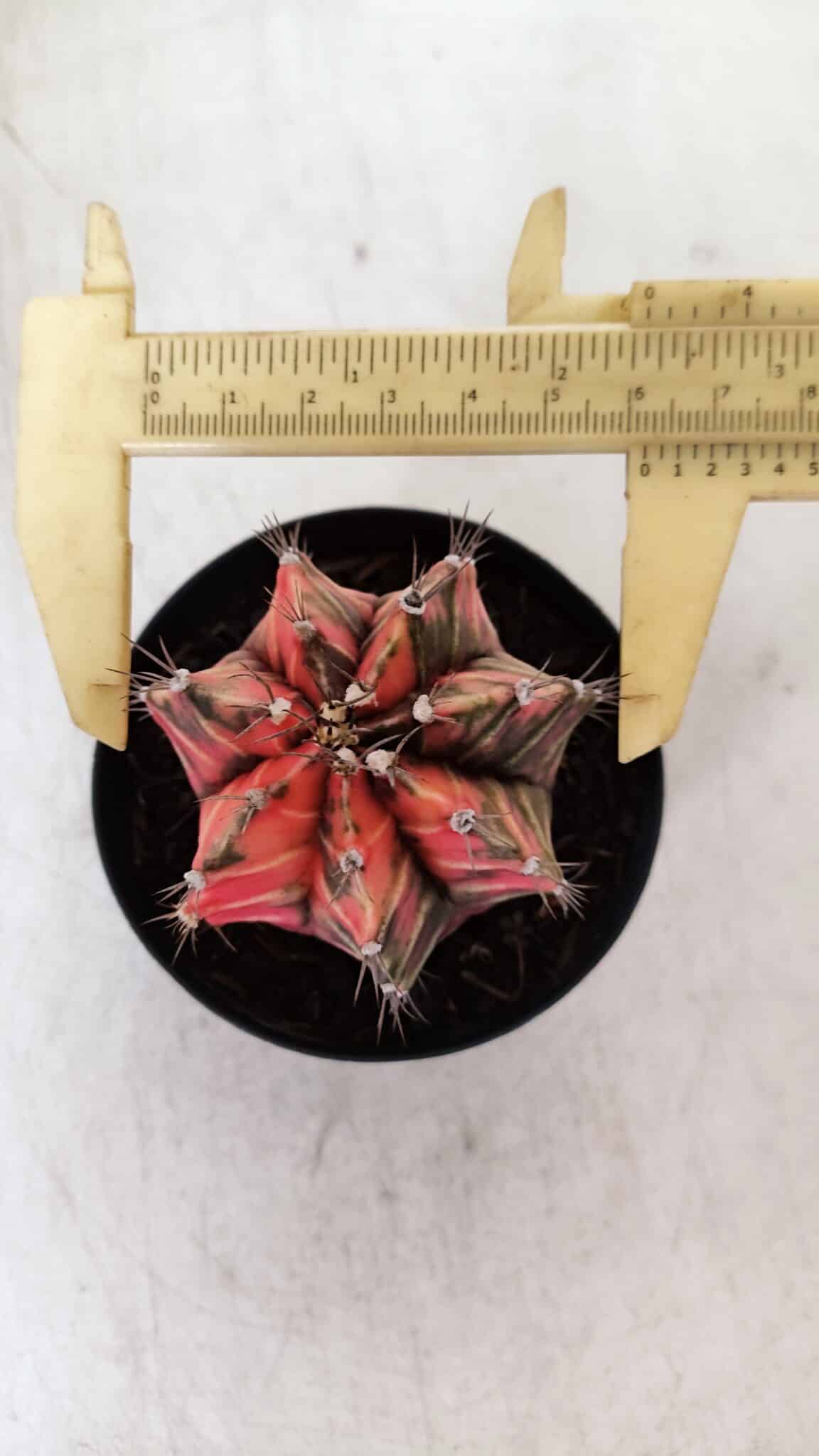 GYMNOCALYCIUM Mihanovichii Variegata Nº 531 – vaso 09