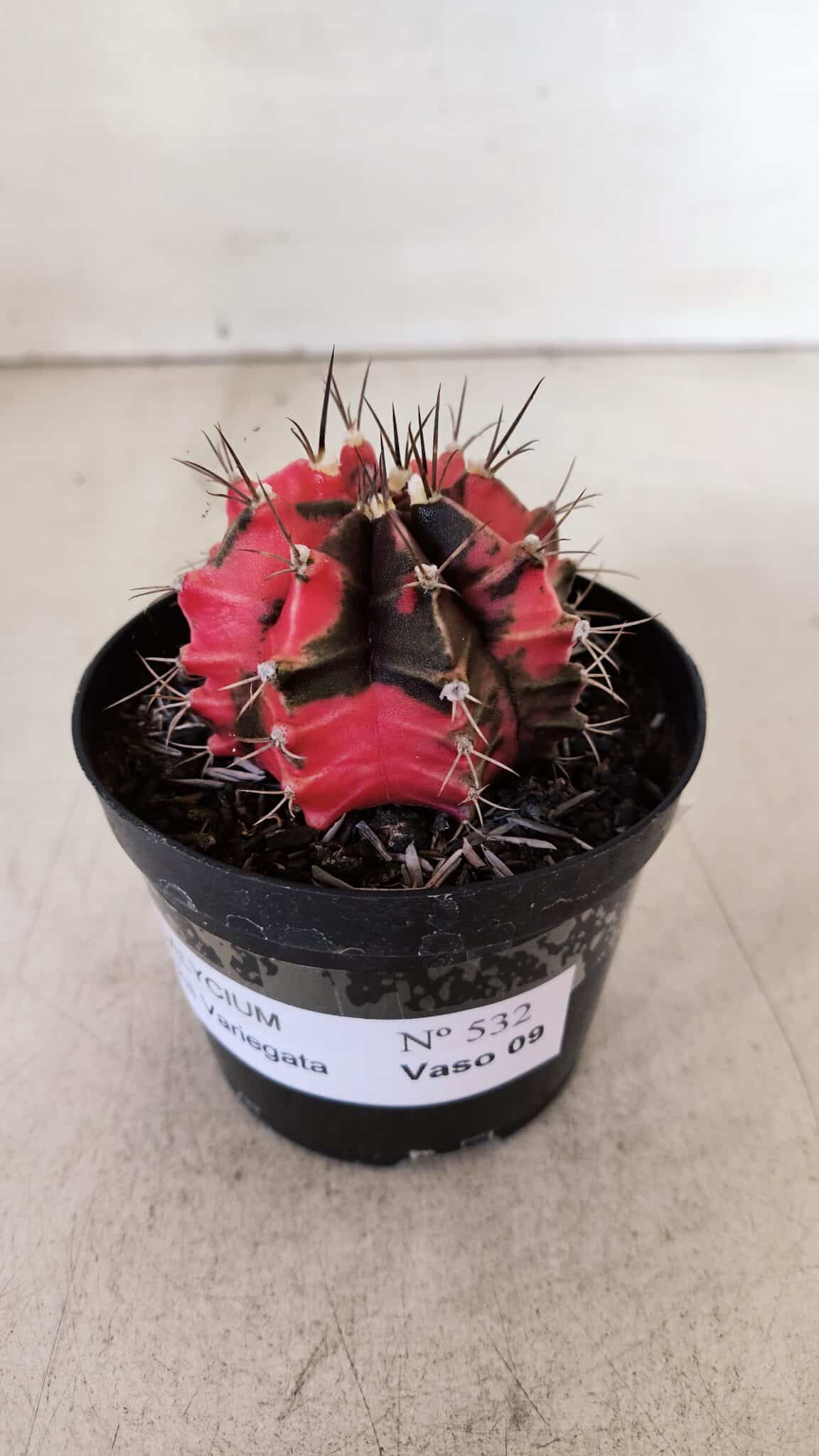 GYMNOCALYCIUM Mihanovichii Variegata Nº 532 – vaso 09