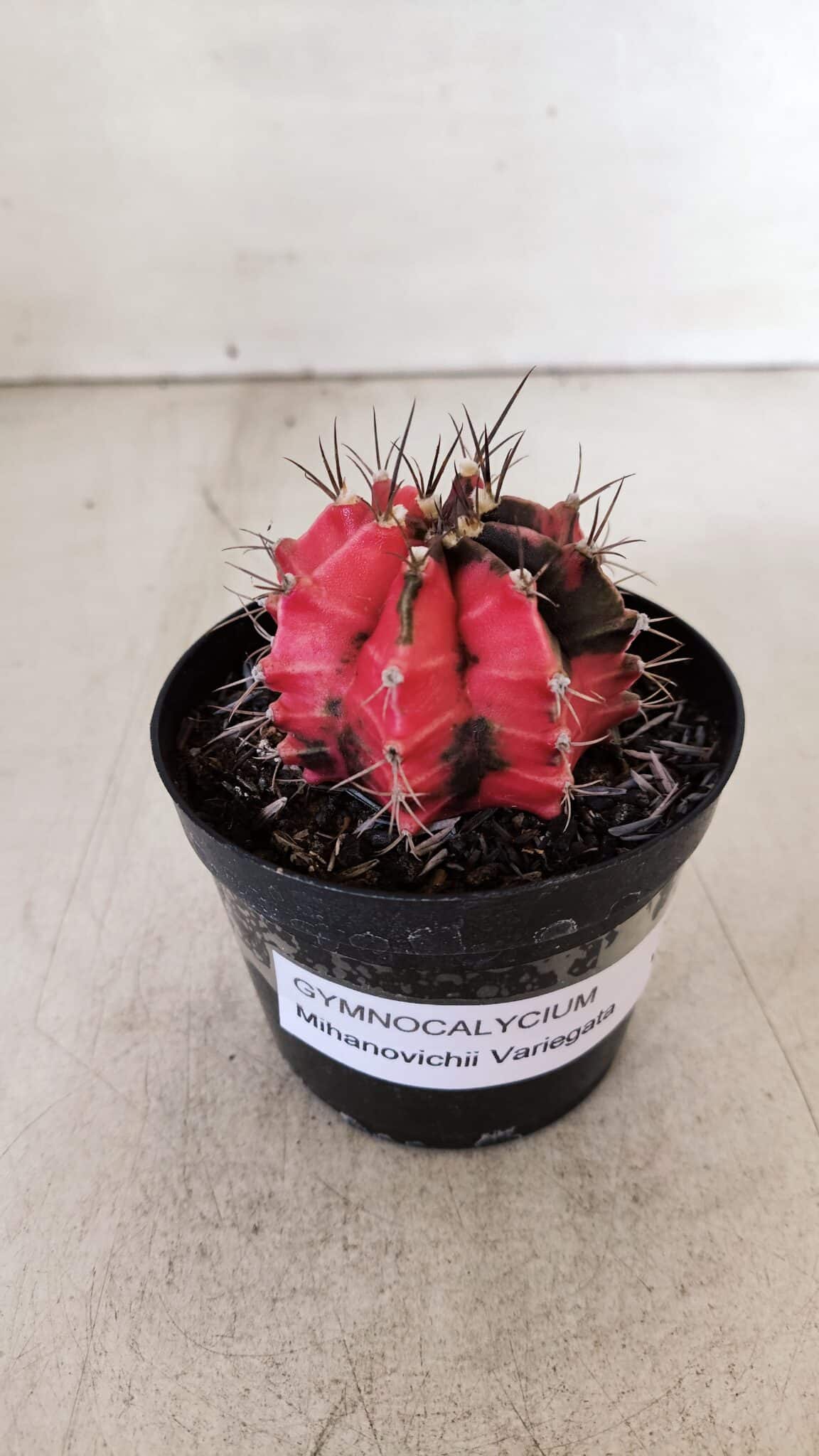 GYMNOCALYCIUM Mihanovichii Variegata Nº 532 – vaso 09