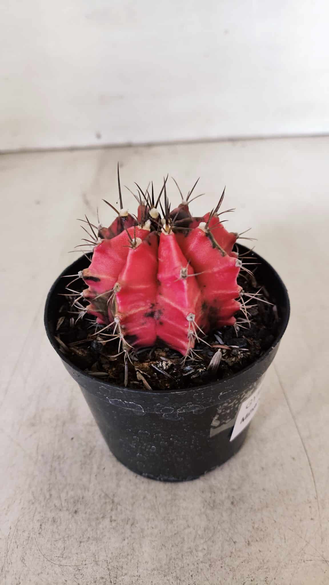 GYMNOCALYCIUM Mihanovichii Variegata Nº 532 – vaso 09