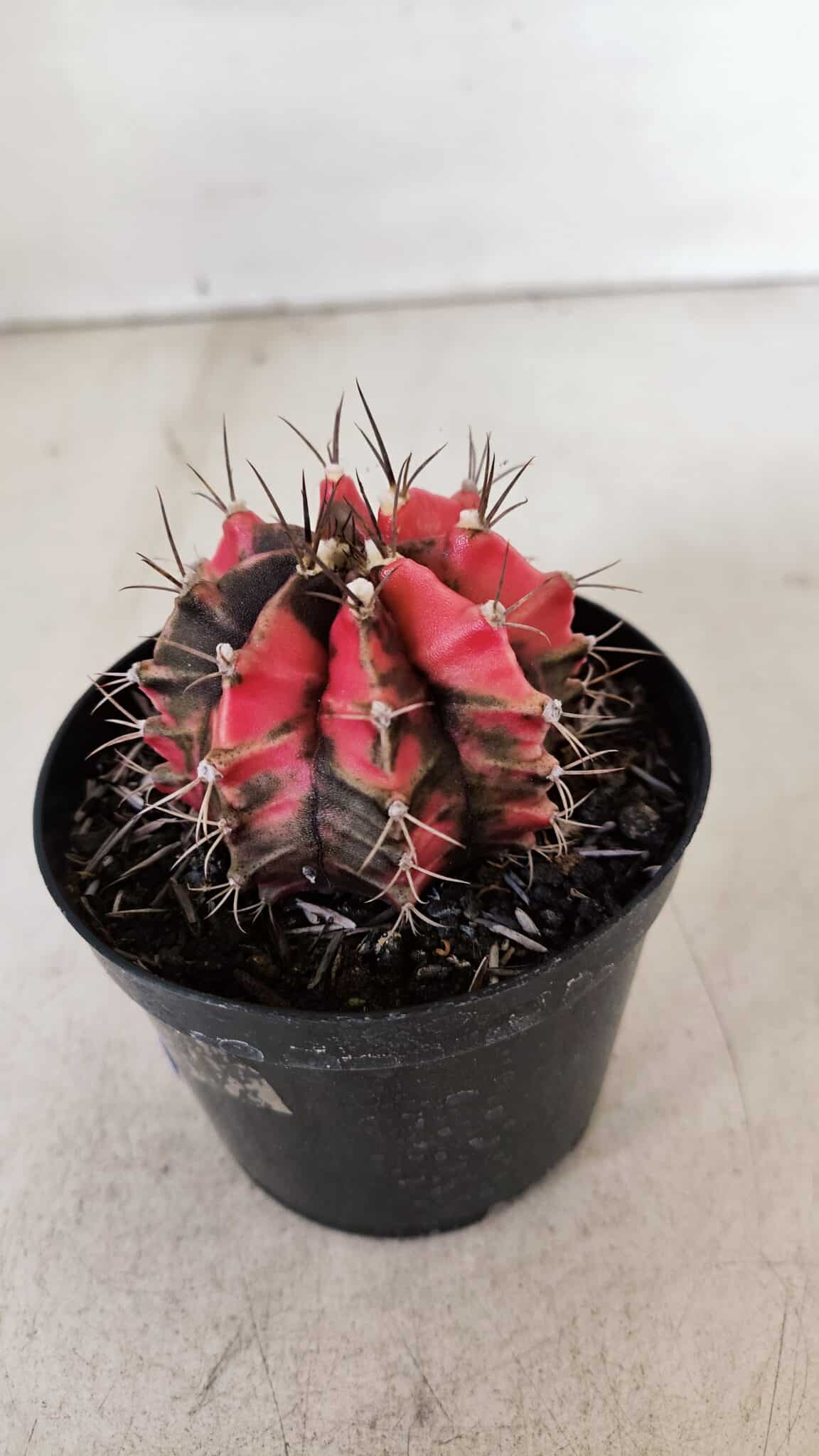 GYMNOCALYCIUM Mihanovichii Variegata Nº 532 – vaso 09