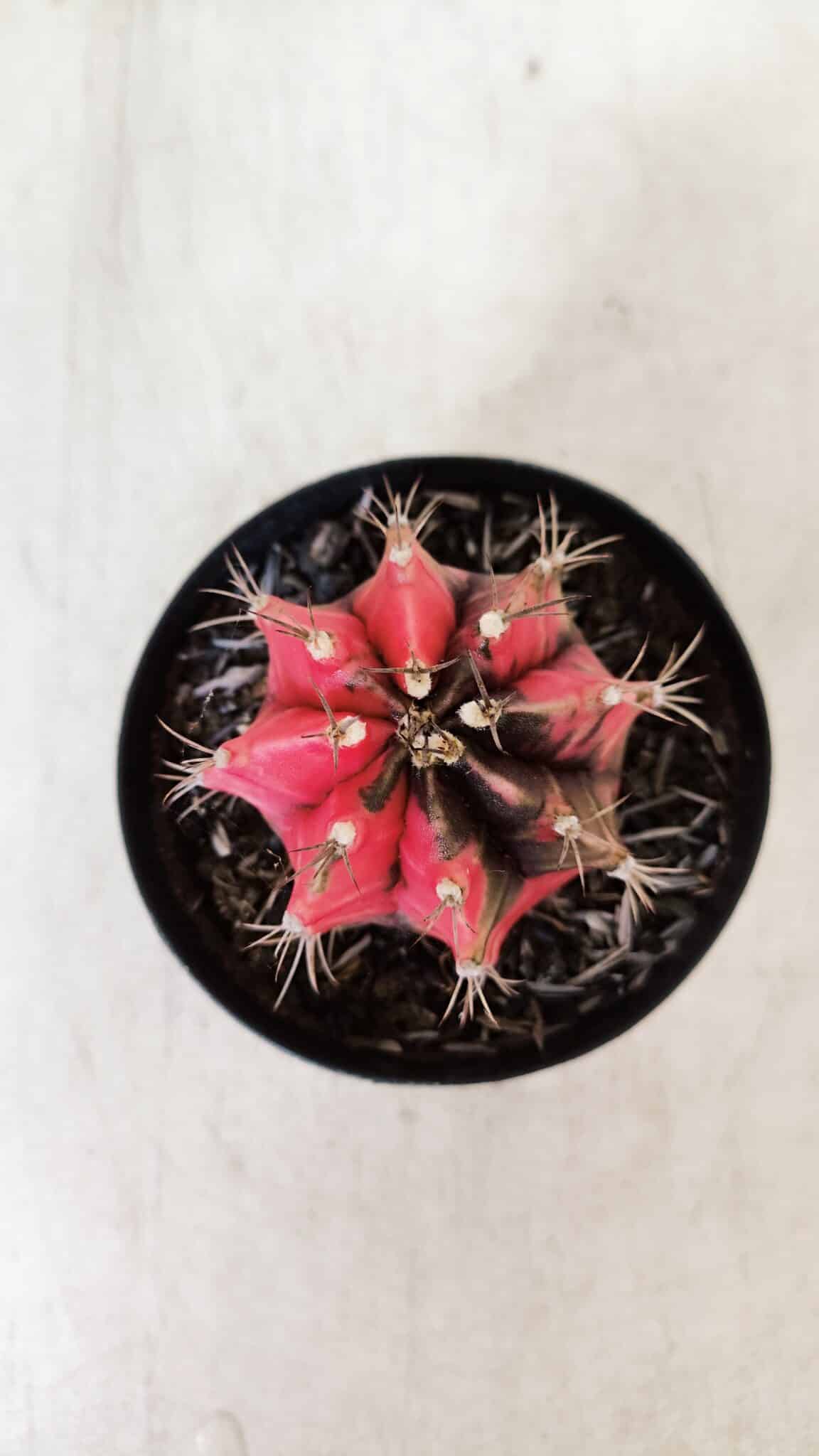 GYMNOCALYCIUM Mihanovichii Variegata Nº 532 – vaso 09
