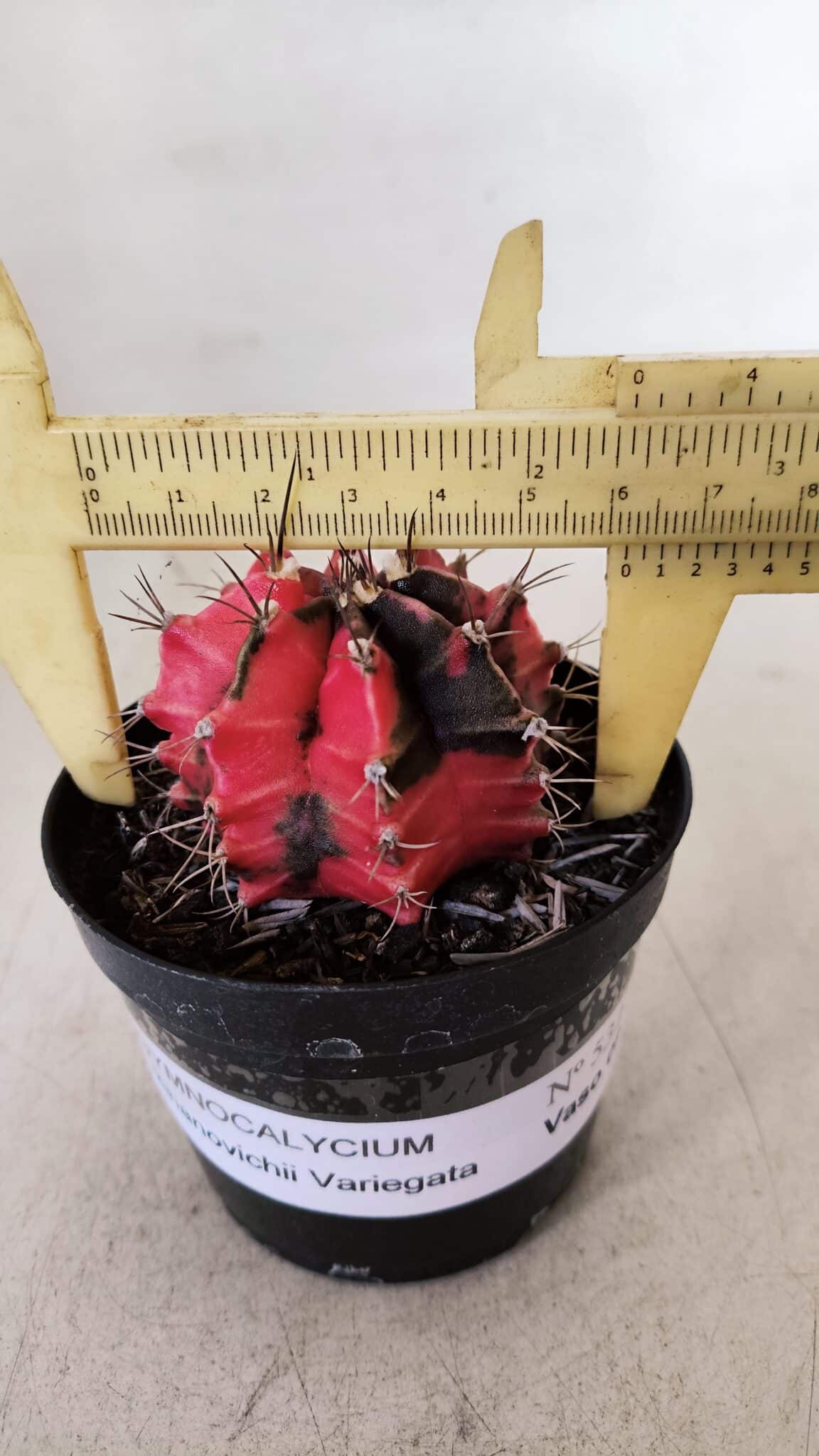 GYMNOCALYCIUM Mihanovichii Variegata Nº 532 – vaso 09
