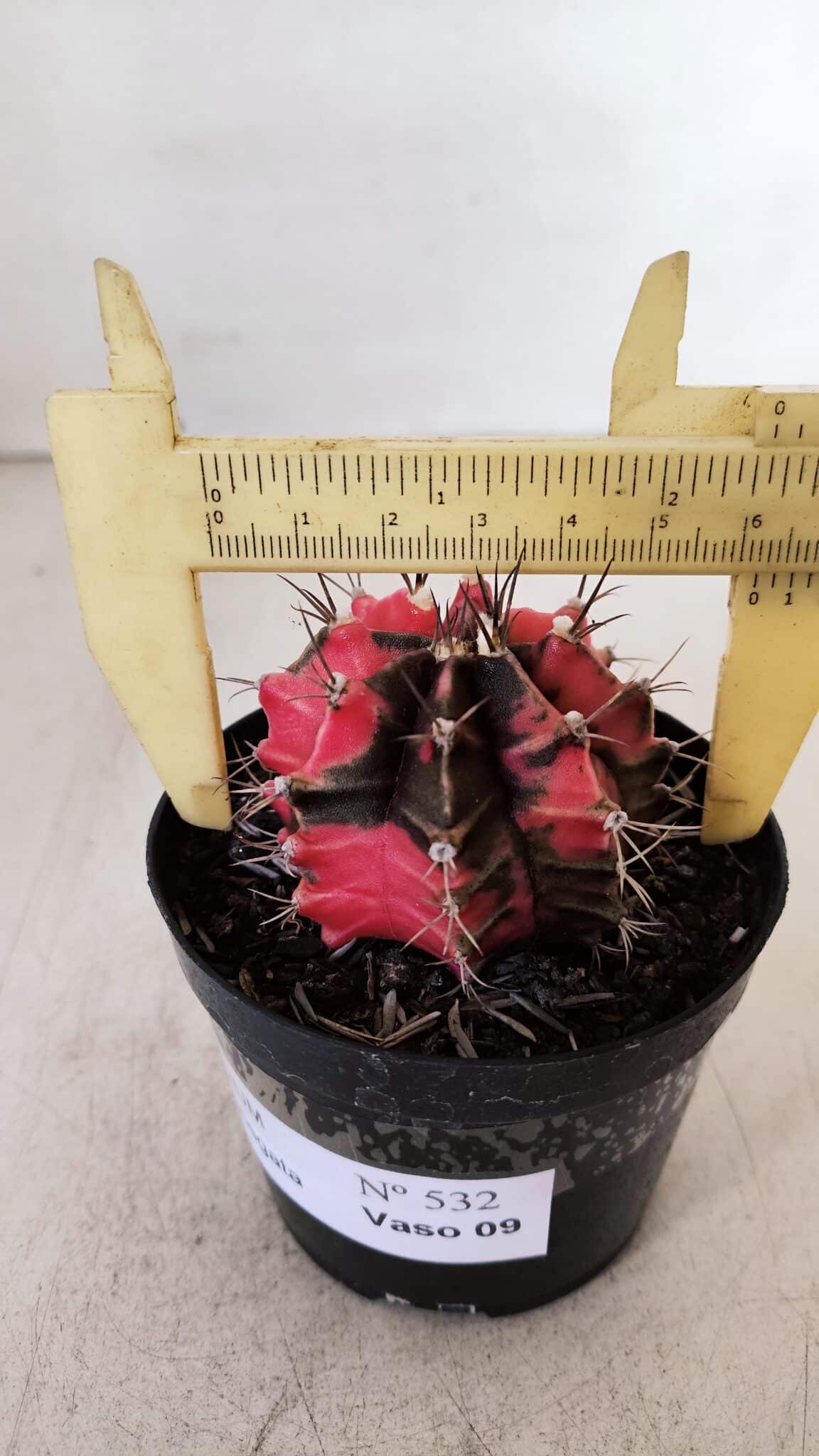GYMNOCALYCIUM Mihanovichii Variegata Nº 532 – vaso 09