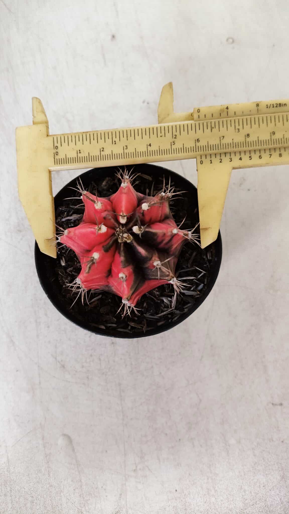 GYMNOCALYCIUM Mihanovichii Variegata Nº 532 – vaso 09
