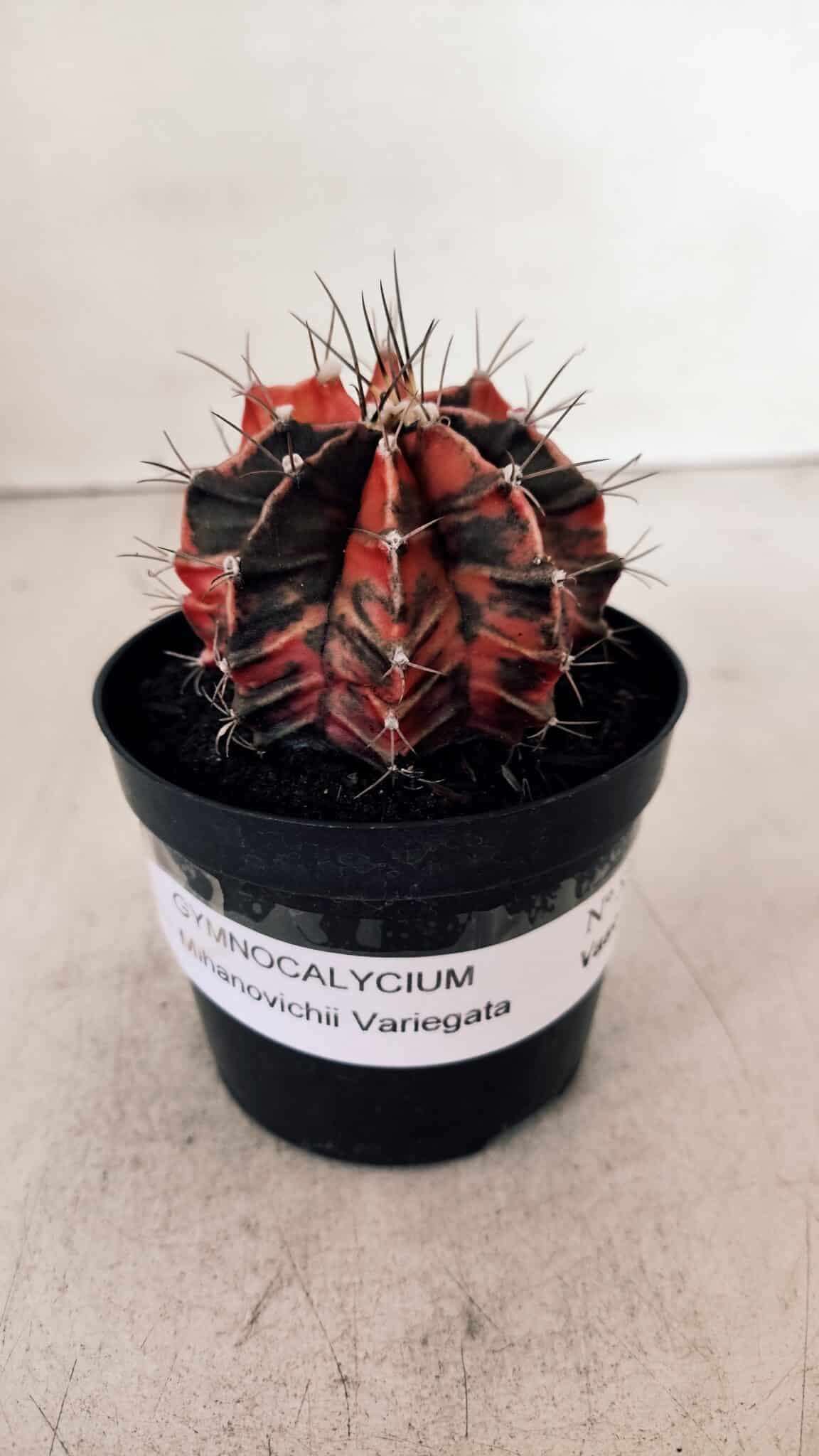 GYMNOCALYCIUM Mihanovichii Variegata Nº 533 – vaso 09