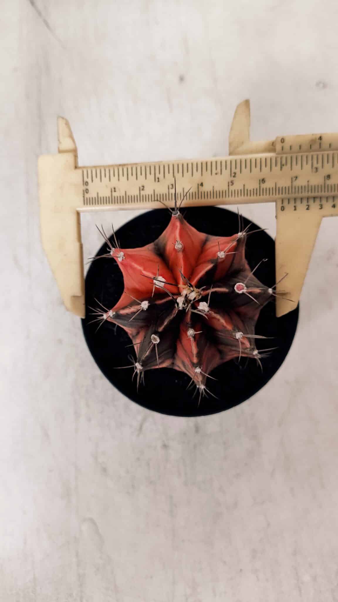 GYMNOCALYCIUM Mihanovichii Variegata Nº 533 – vaso 09