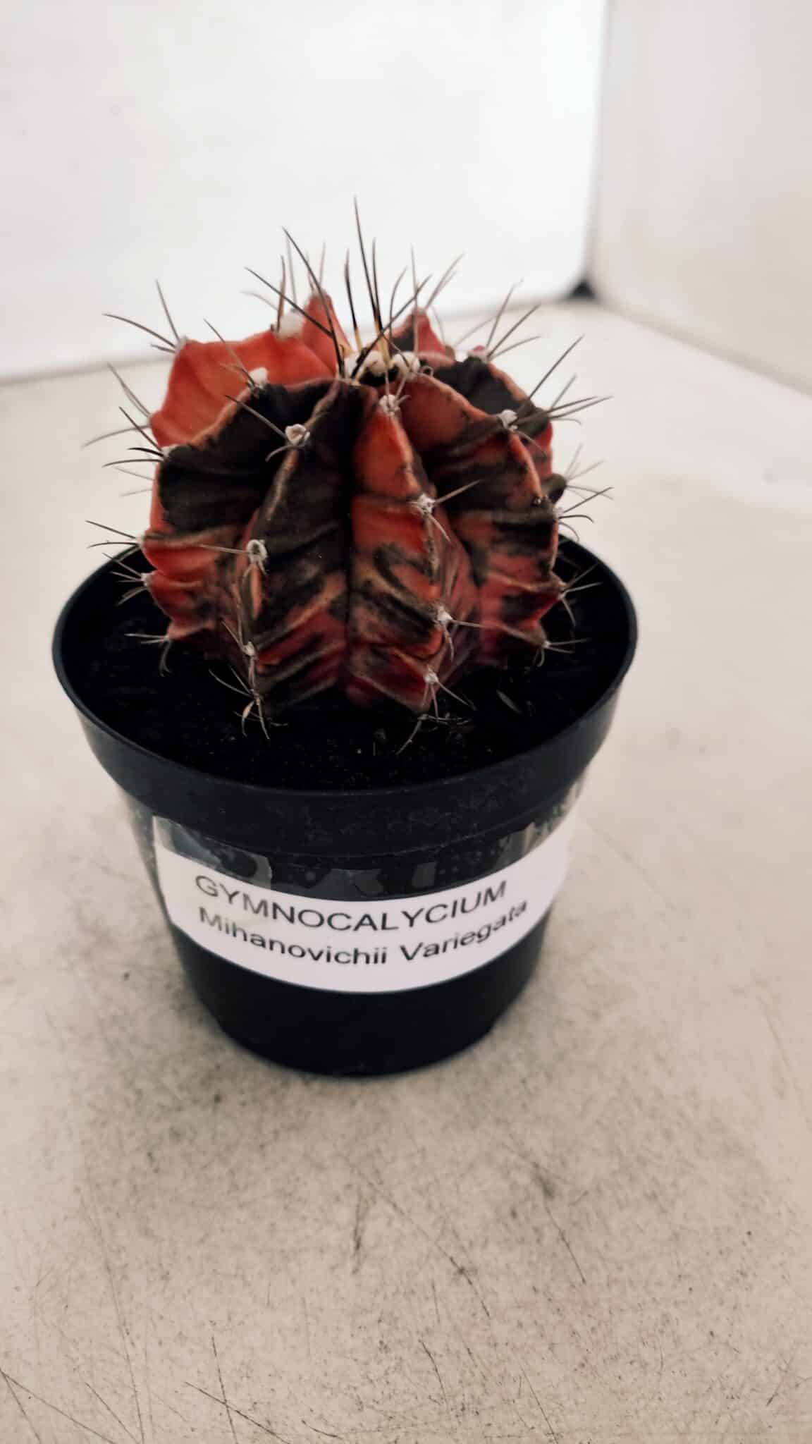 GYMNOCALYCIUM Mihanovichii Variegata Nº 533 – vaso 09