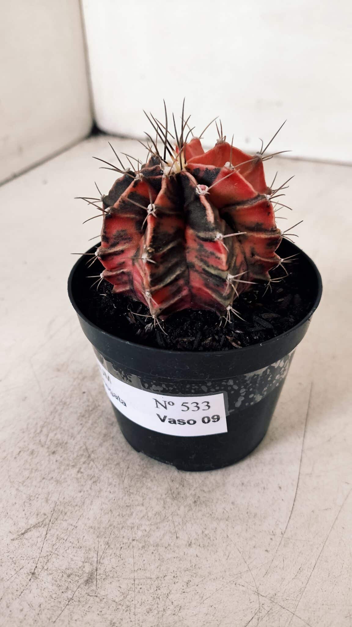 GYMNOCALYCIUM Mihanovichii Variegata Nº 533 – vaso 09