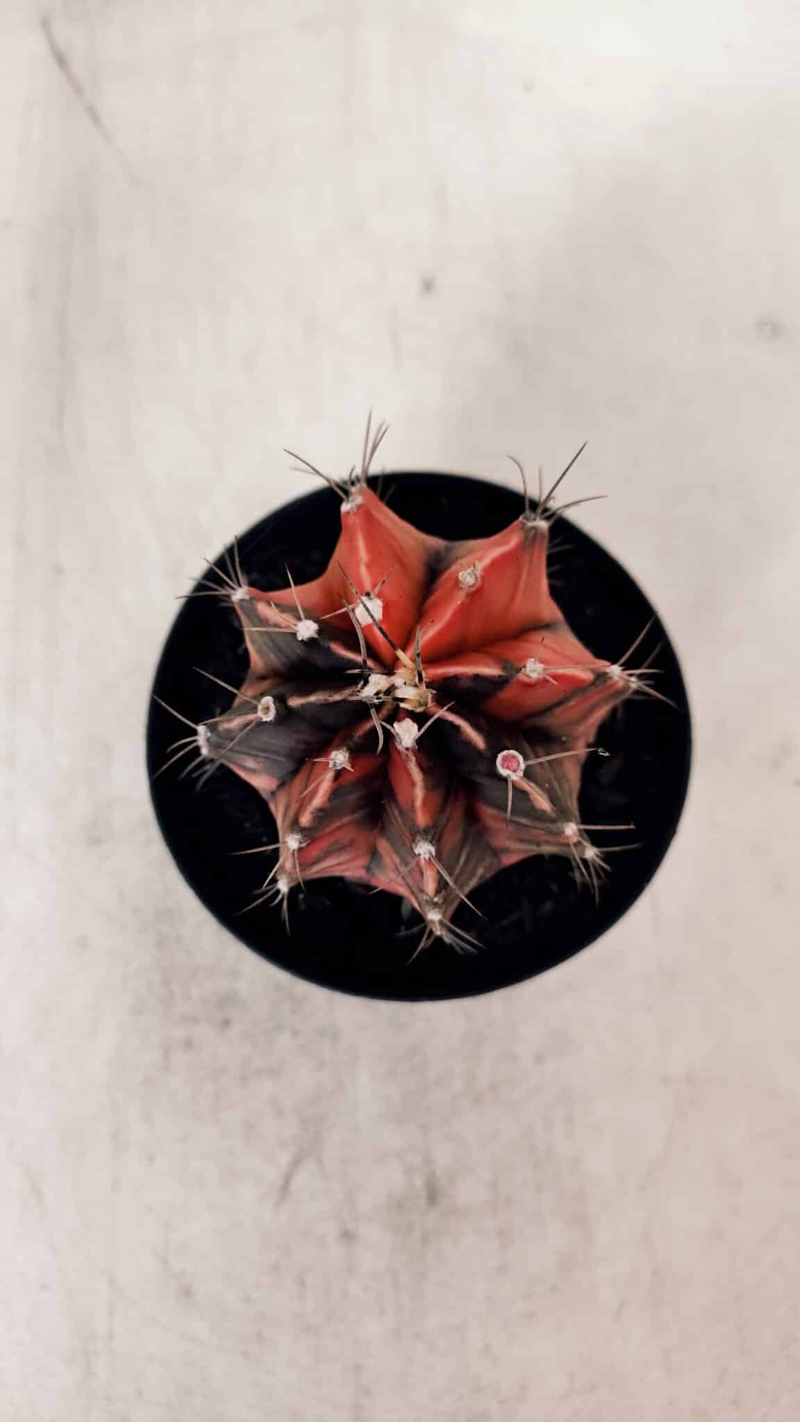 GYMNOCALYCIUM Mihanovichii Variegata Nº 533 – vaso 09