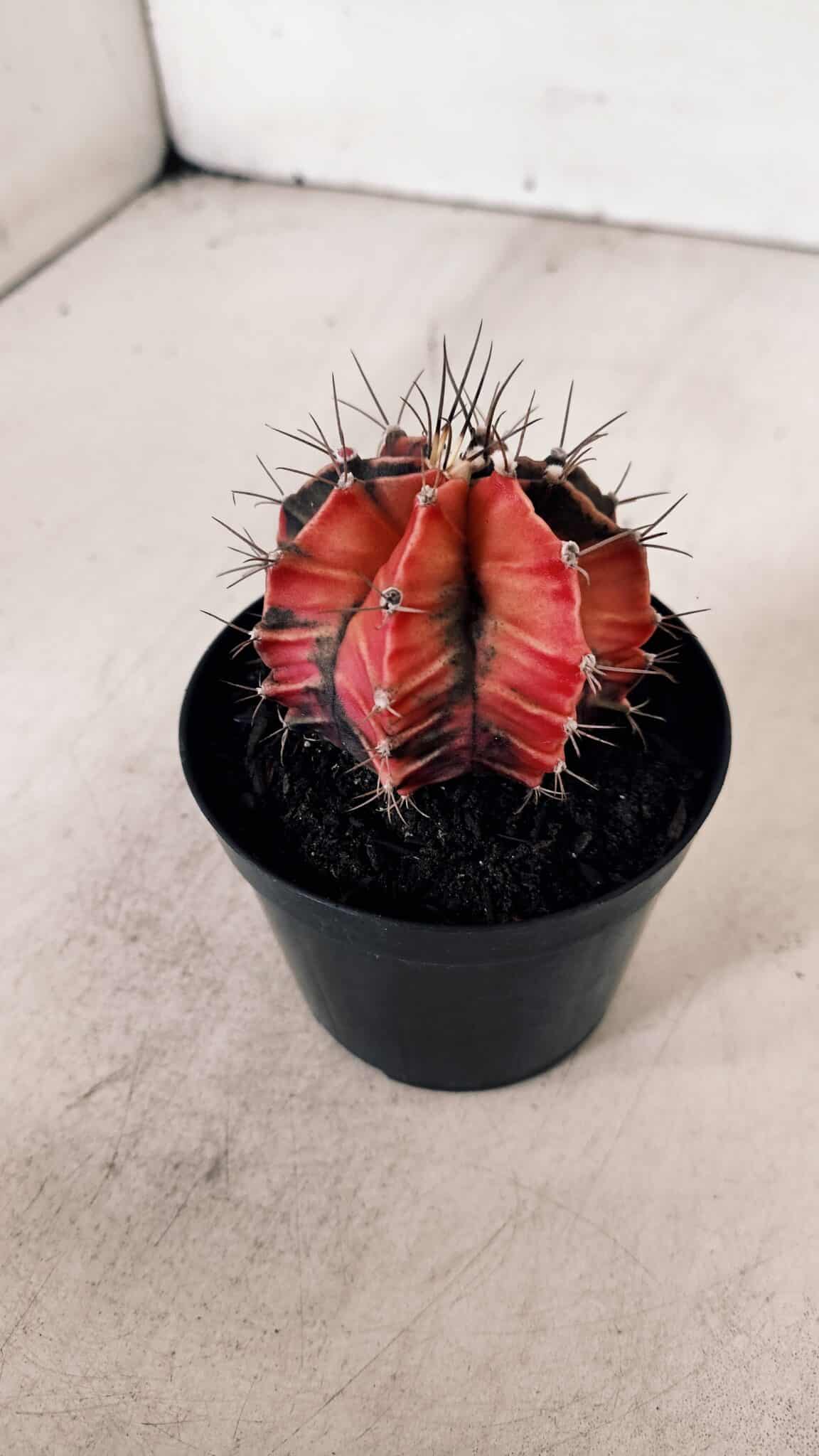 GYMNOCALYCIUM Mihanovichii Variegata Nº 533 – vaso 09