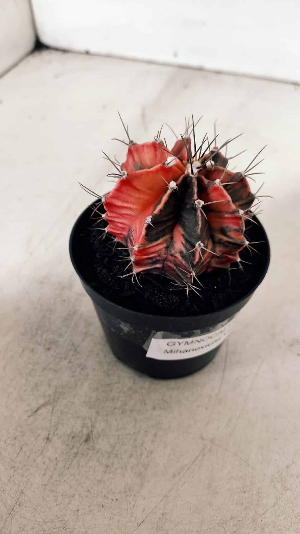 GYMNOCALYCIUM Mihanovichii Variegata Nº 533 – vaso 09