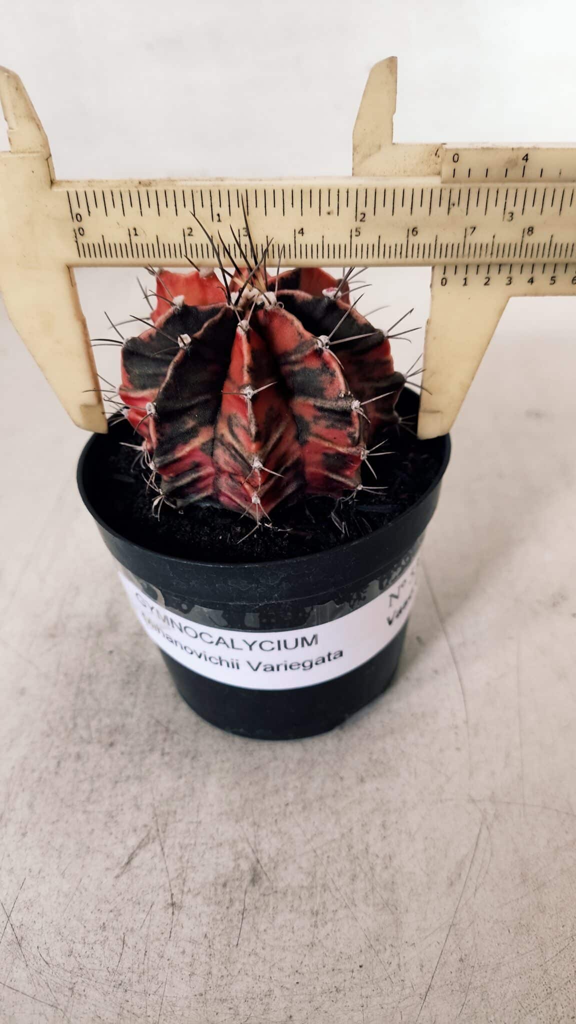 GYMNOCALYCIUM Mihanovichii Variegata Nº 533 – vaso 09
